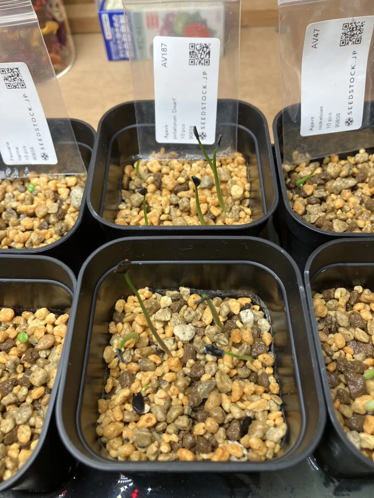 Agave potatorum Dwarf (アガベ ポタトラムドワーフ)