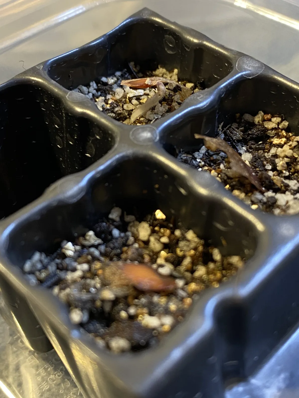 Dioscorea elephantipes (ディオスコレア エレファンティペス アフリカ亀甲竜)