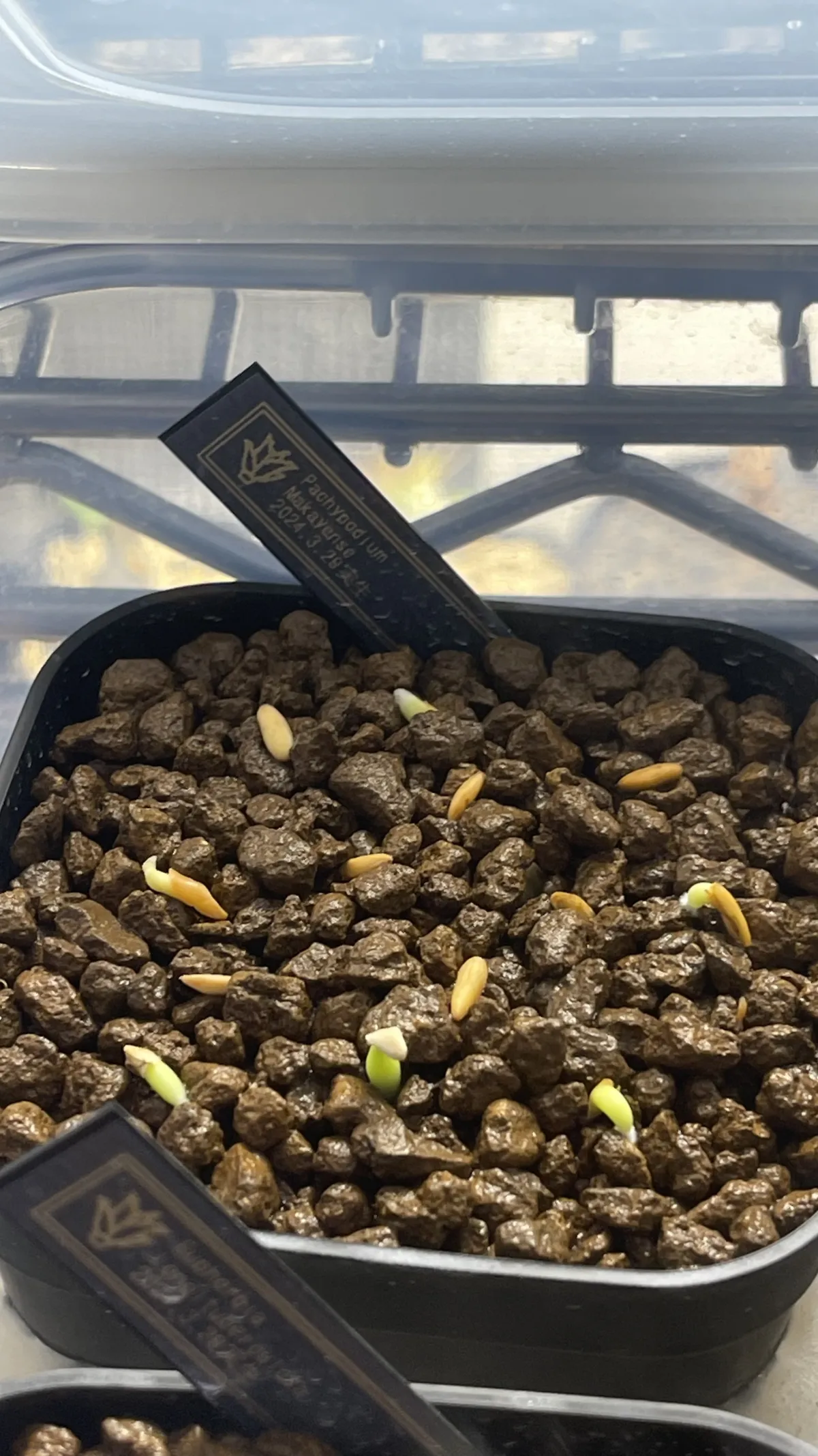 Pachypodium rosulatum subsp. makayense (パキポディウム マカイエンセ)