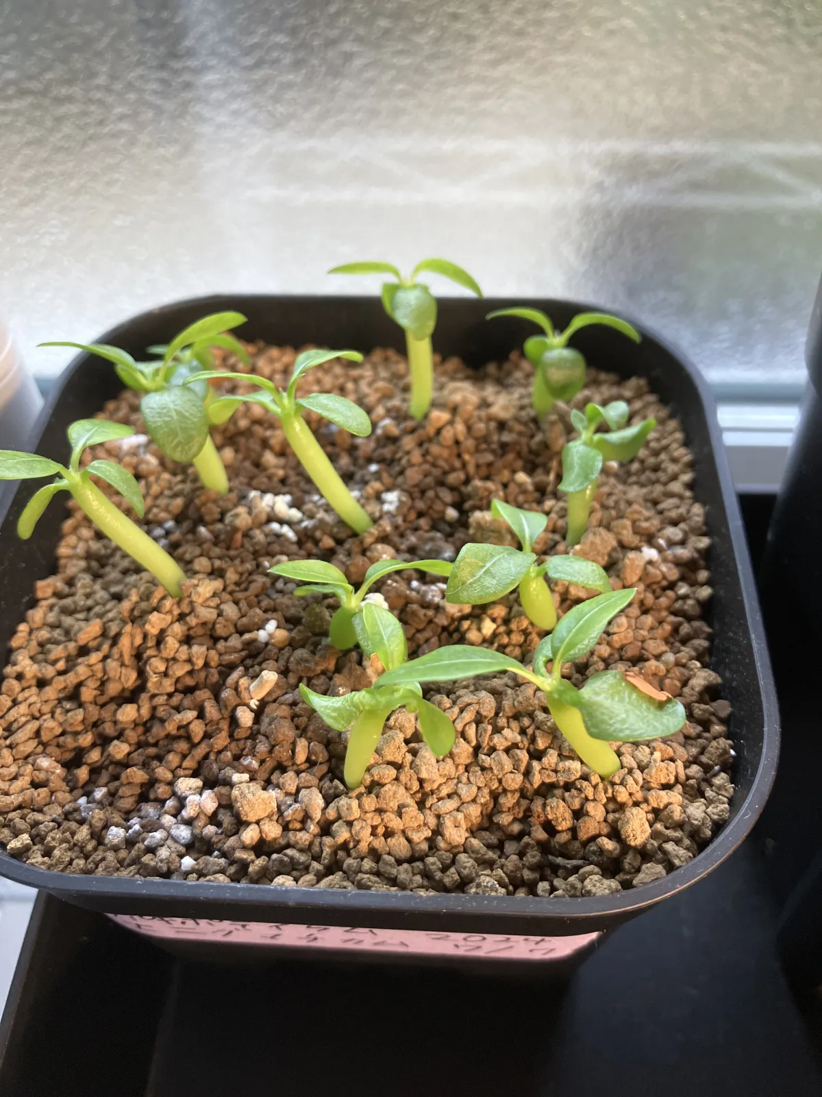 Pachypodium enigmaticum (パキポディウム エニグマチカム)