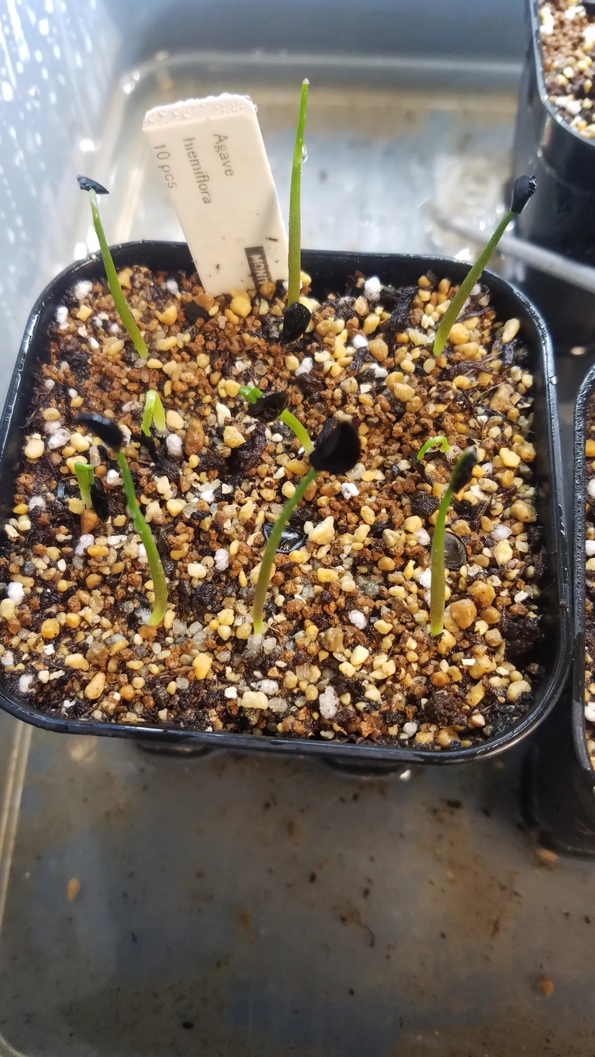 Agave hiemiflora (アガベ ヒエミフローラ)