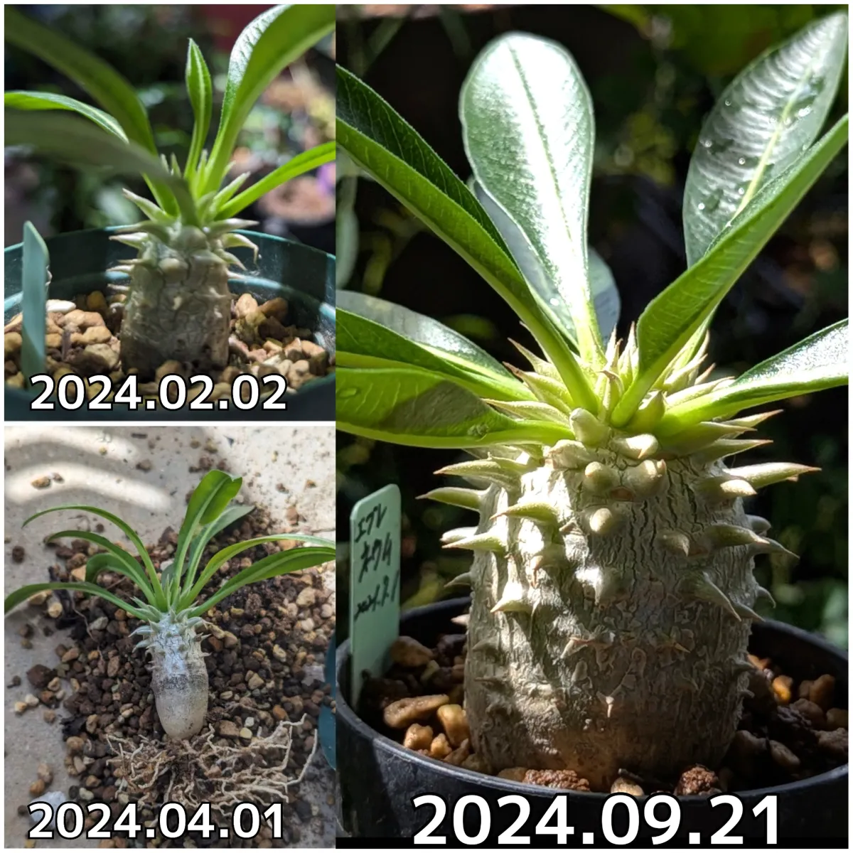 Pachypodium rosulatum var. eburneum (パキポディウム エブレネウム)