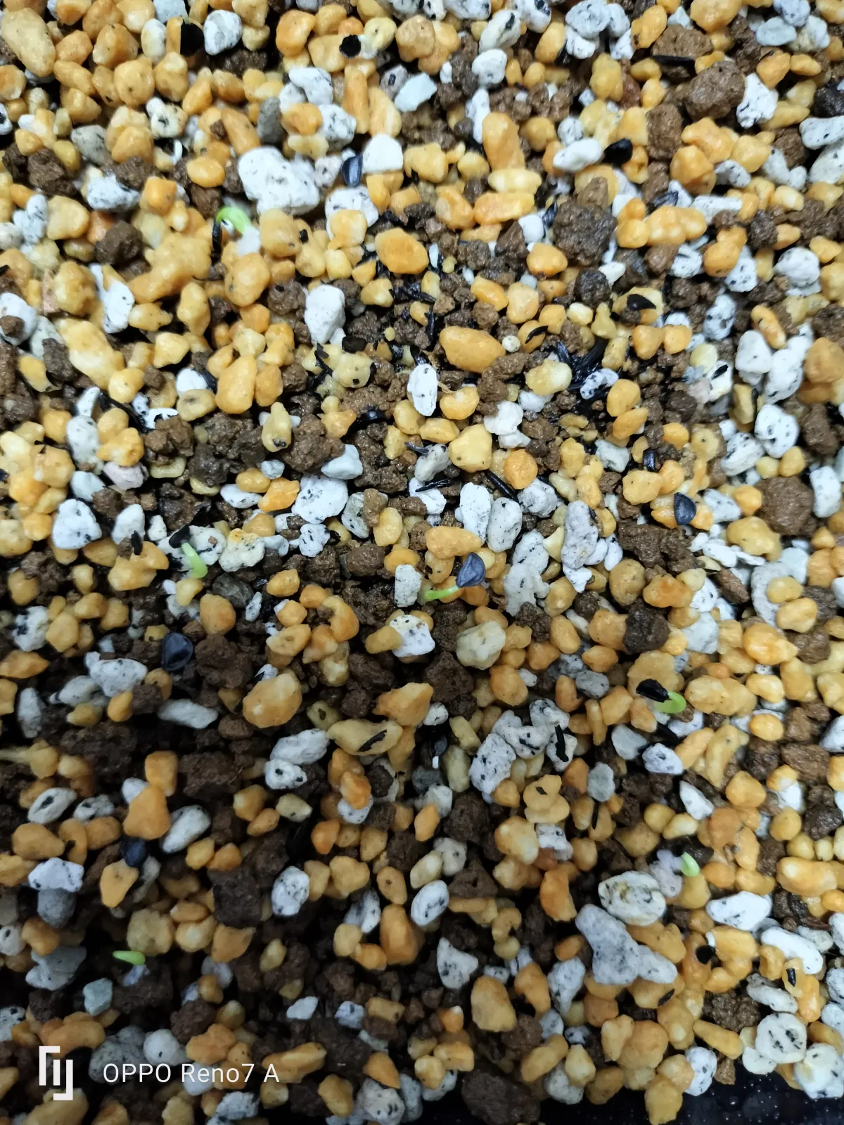 Agave titanota (アガベ チタノタ ドワーフ)