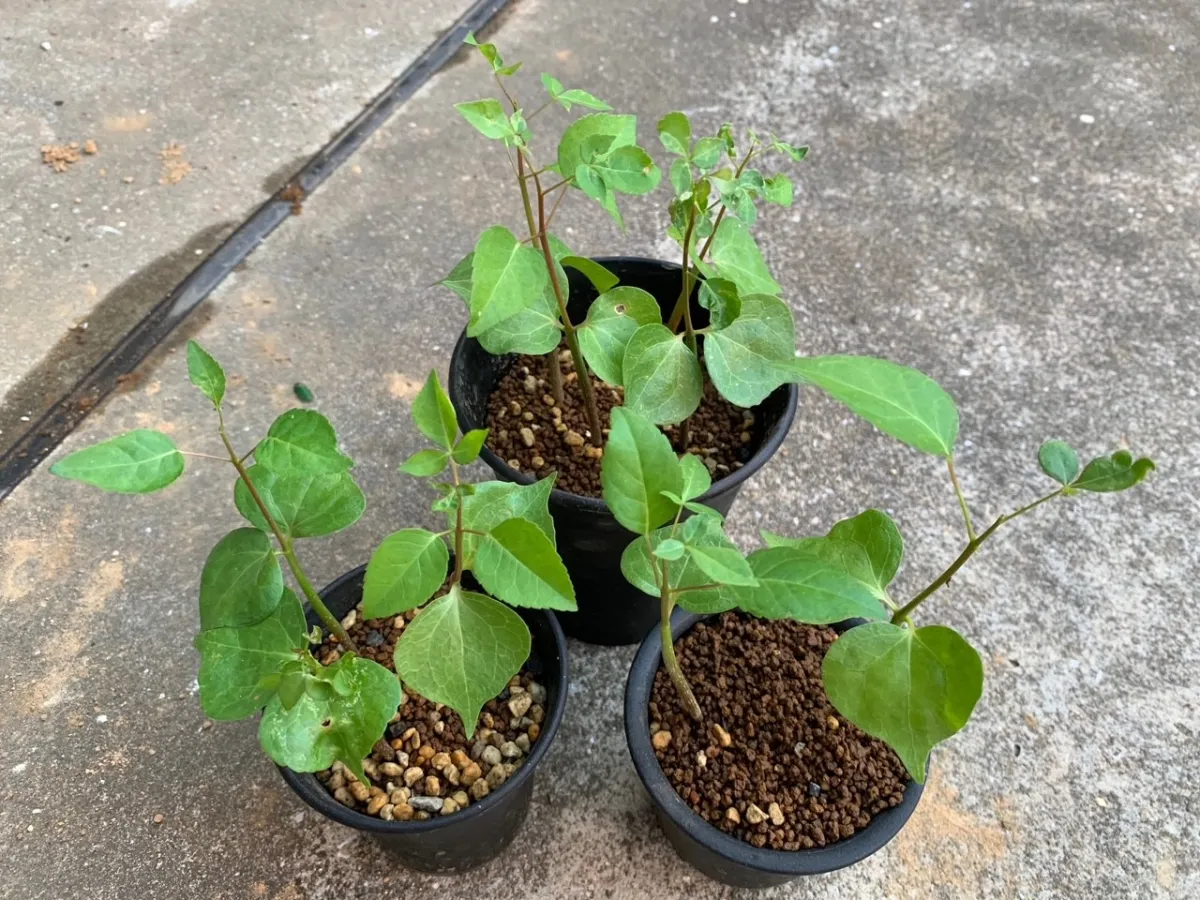 Commiphora mildbraedii (コミフォラ ミルドブラエディ ブラックバーク)