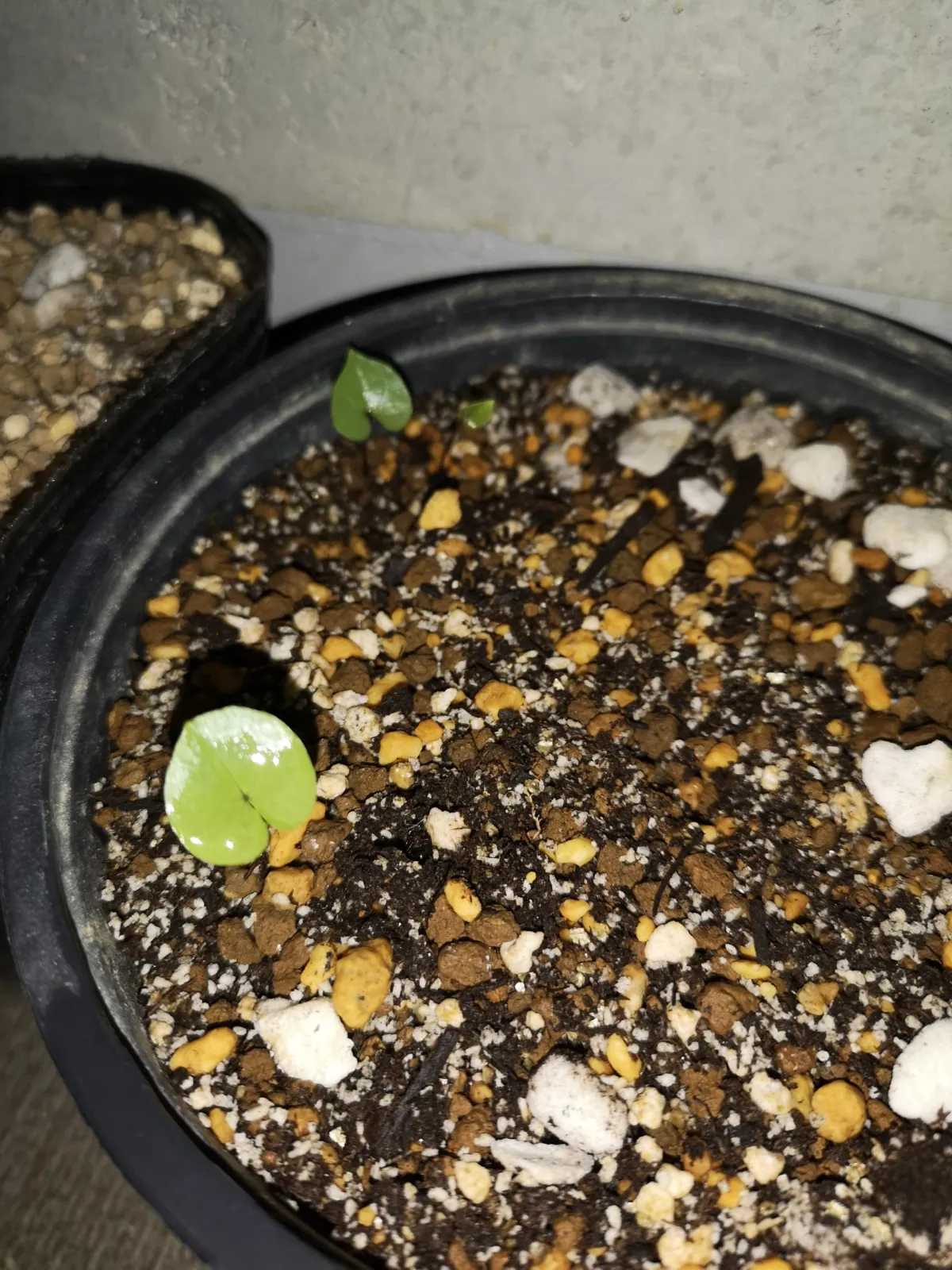 Dioscorea elephantipes (ディオスコレア エレファンティペス アフリカ亀甲竜)