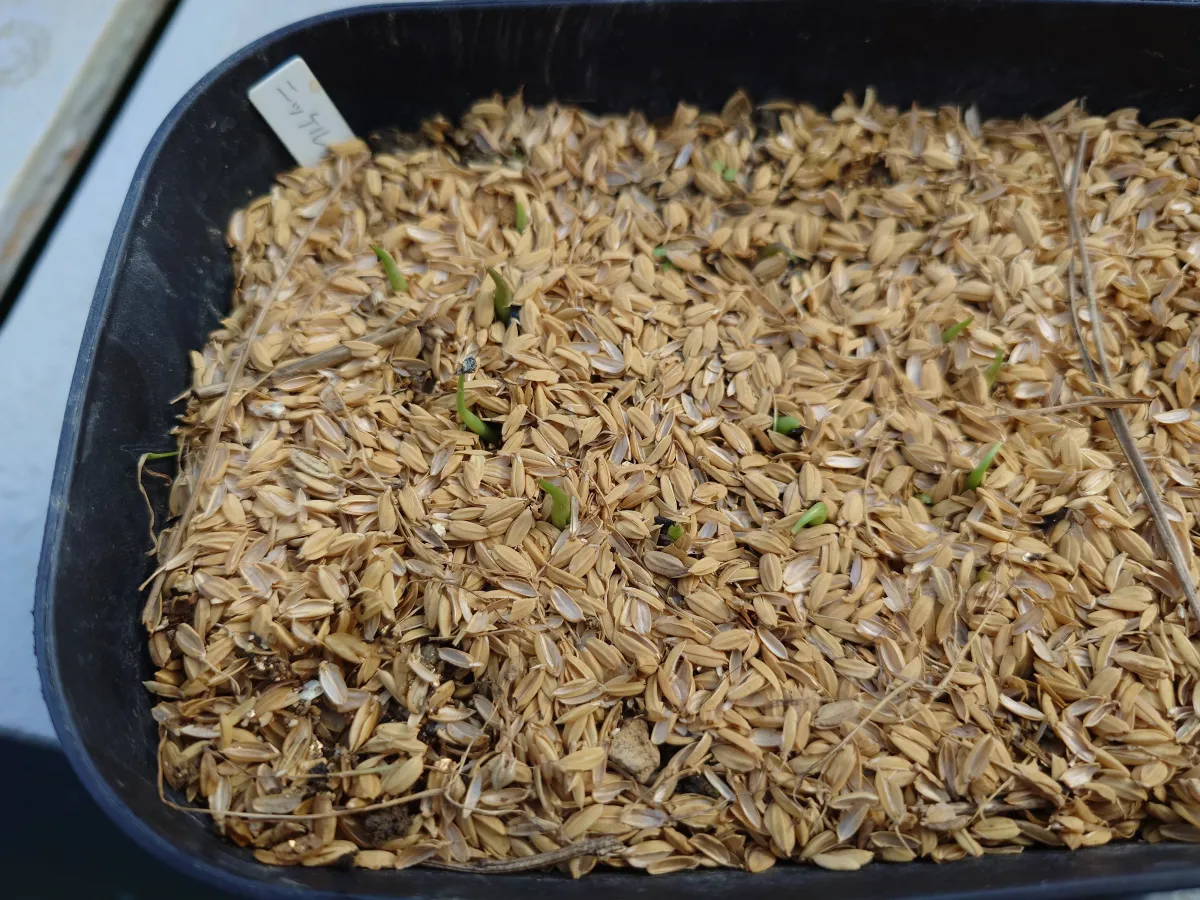 Agave nickelsiae (アガベ ニッケルシー)