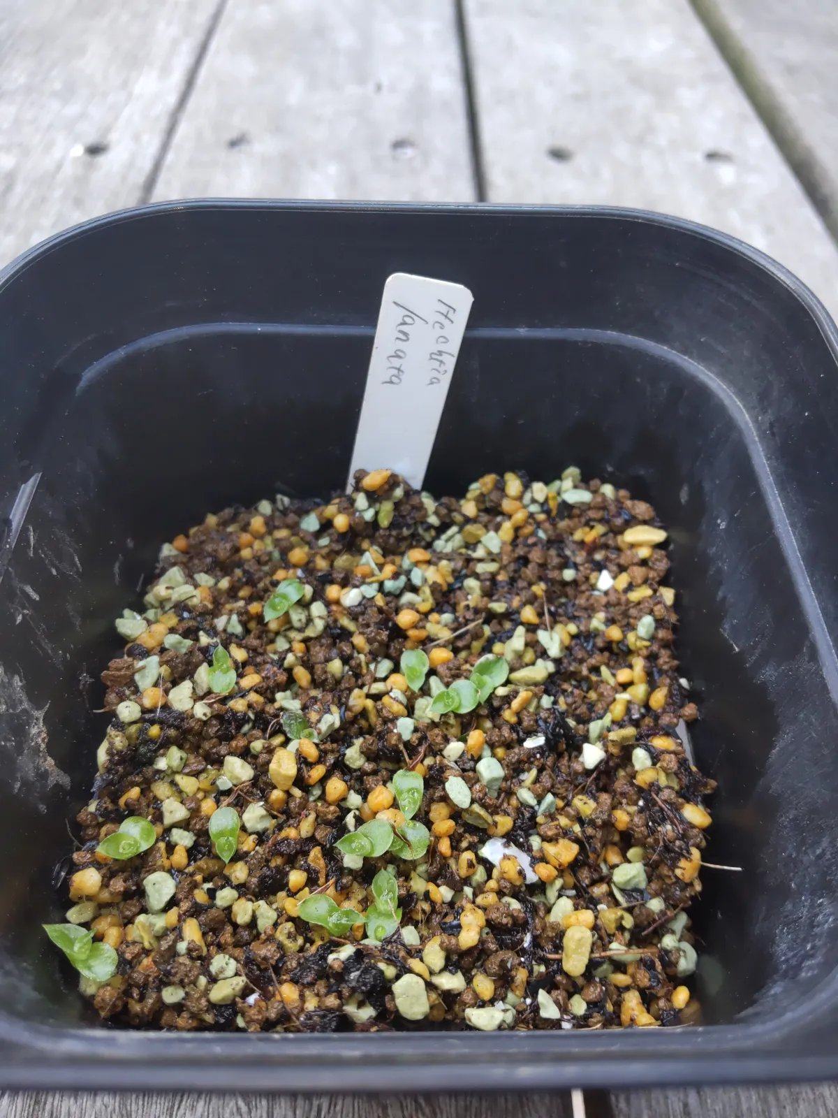 Hechtia lanata (ヘクチア ラナータ)