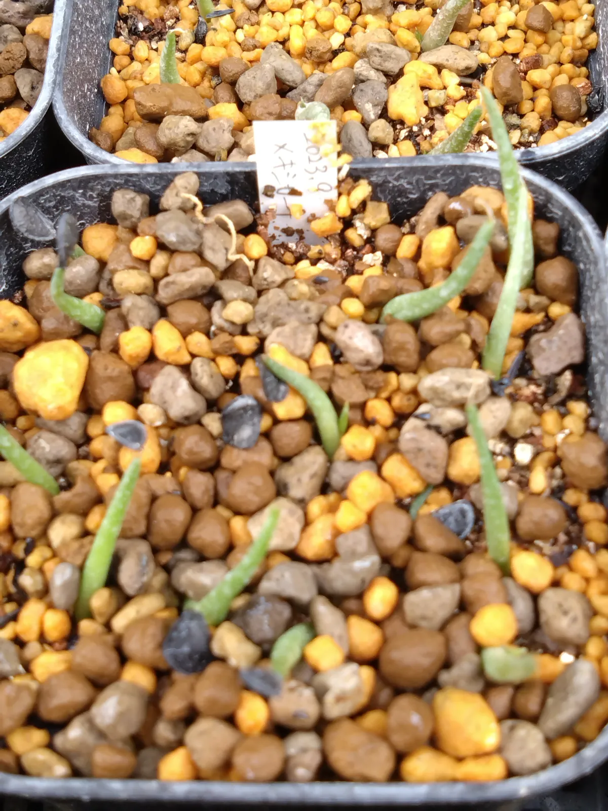 Agave parryi subsp. neomexicana (アガベ ネオメキシカーナ)