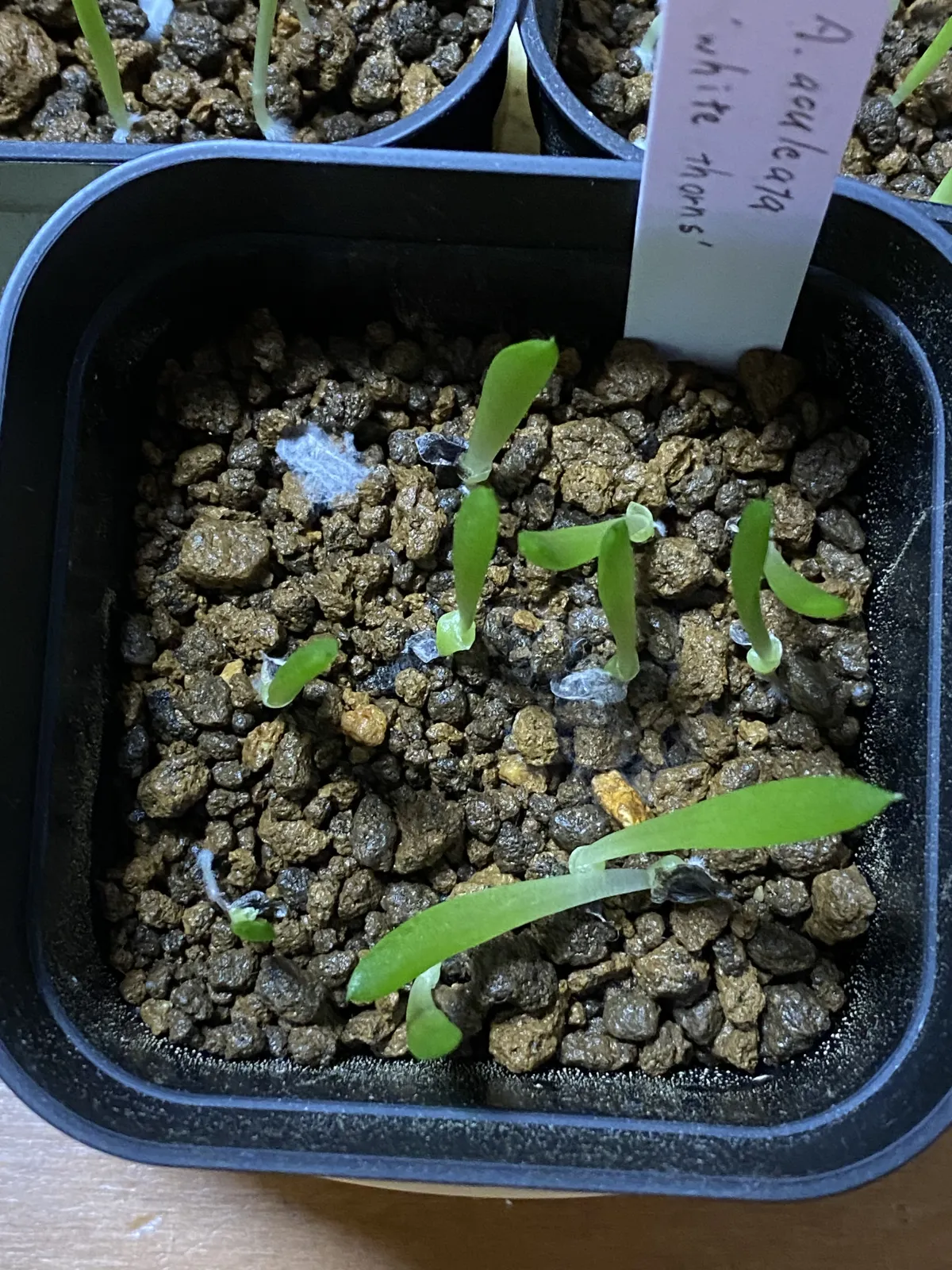 Aloe aculeata (アロエ アクレアータ ホワイトソーン)