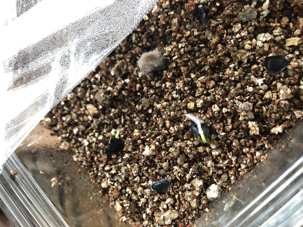 Agave inaequidens (アガベ インアクイデンス)