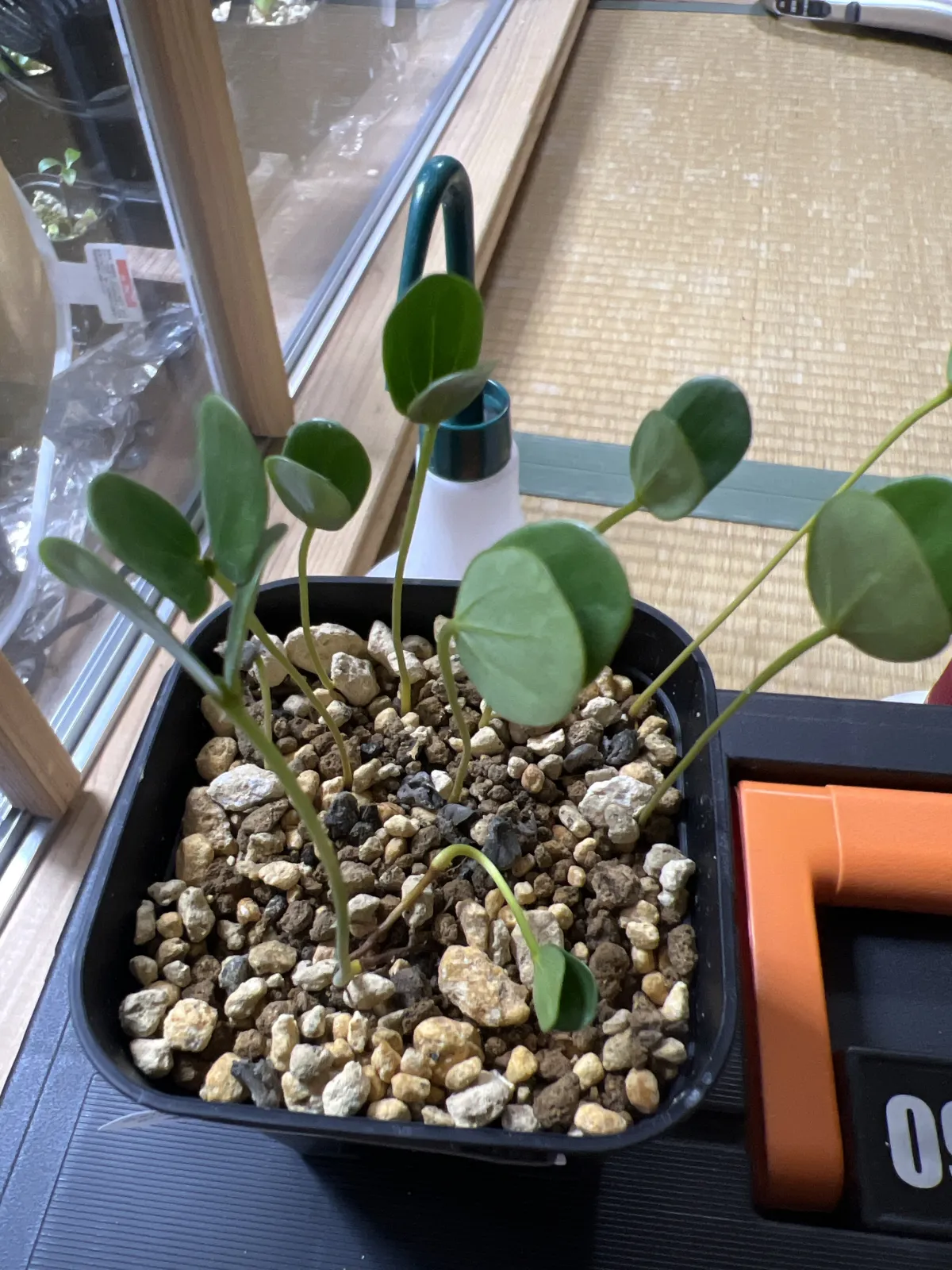 Senna alata (センナ アラータ)