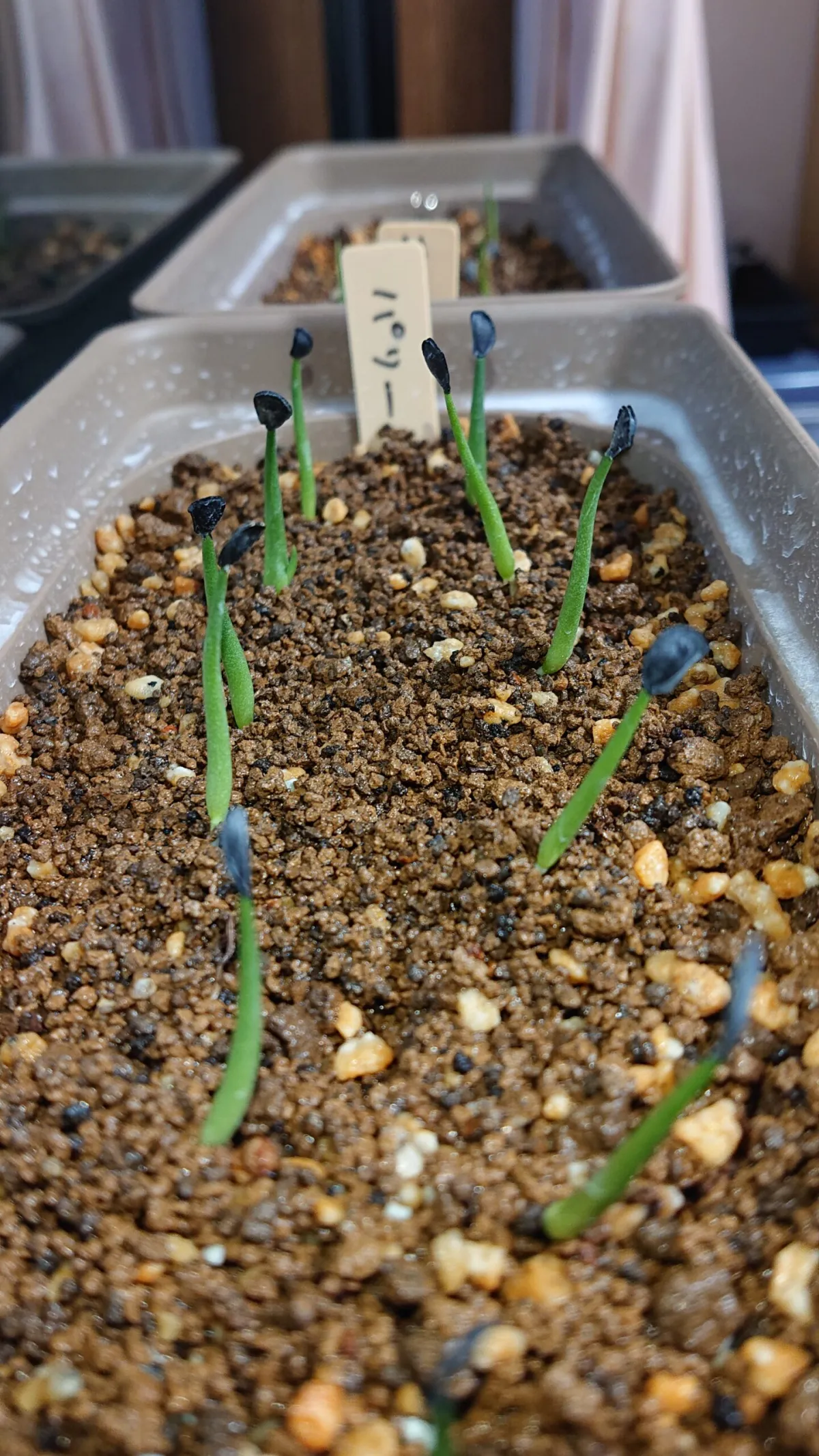 Agave parryi subsp. parryi (アガベ パリー)