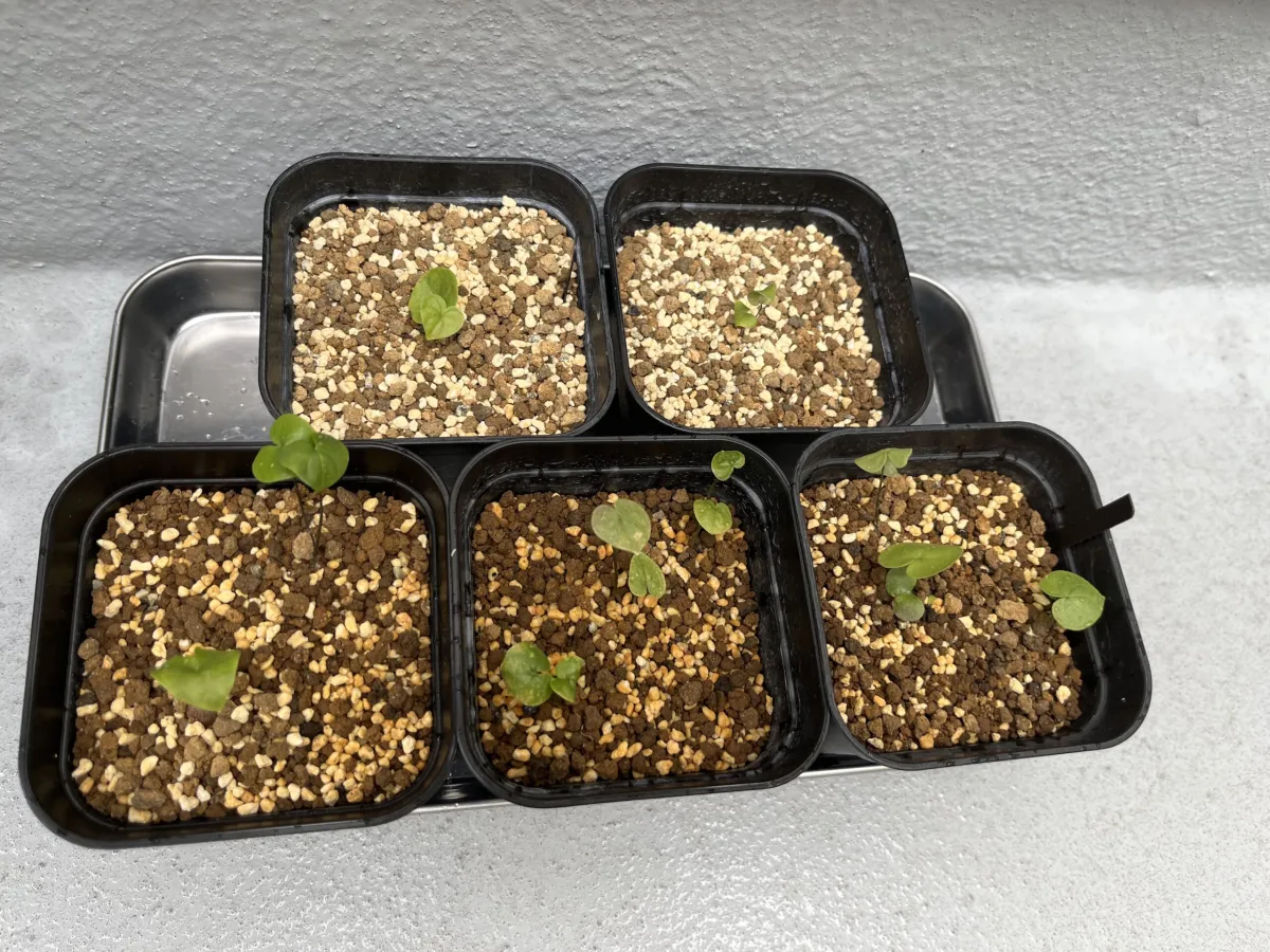 Dioscorea elephantipes (ディオスコレア エレファンティペス アフリカ亀甲竜)