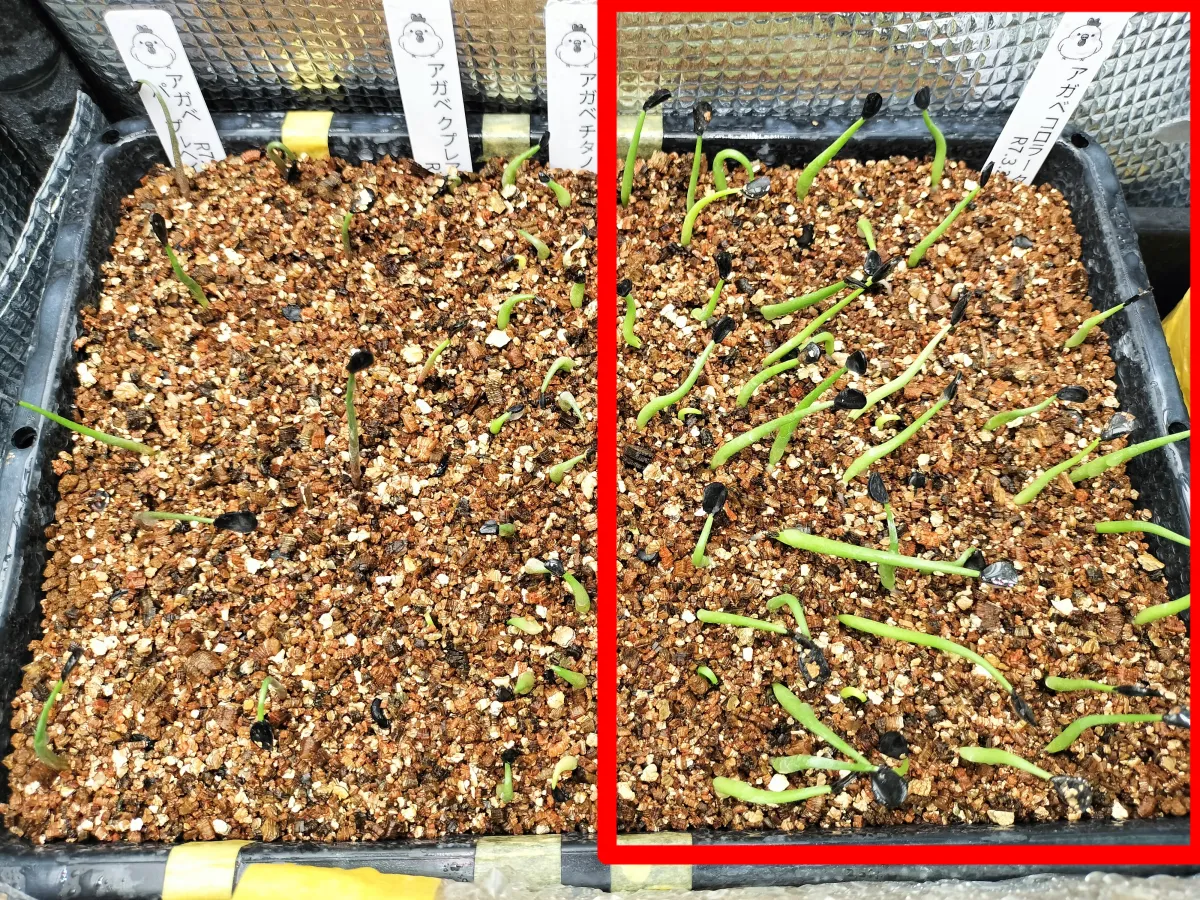 Agave colorata Mescal Ceniza (アガベ コロラータ)