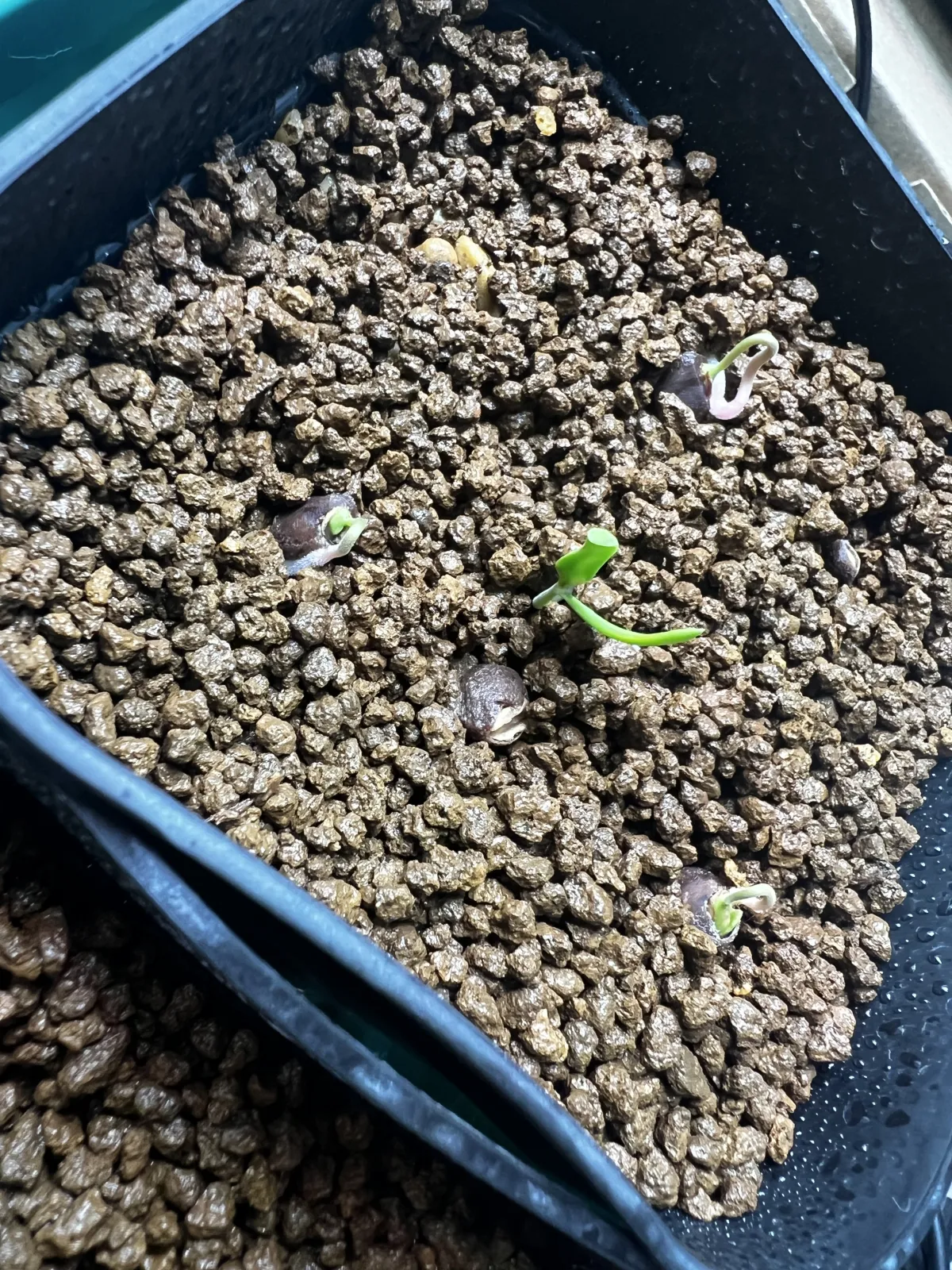 Operculicarya pachypus (オペルクリカリア パキプス)