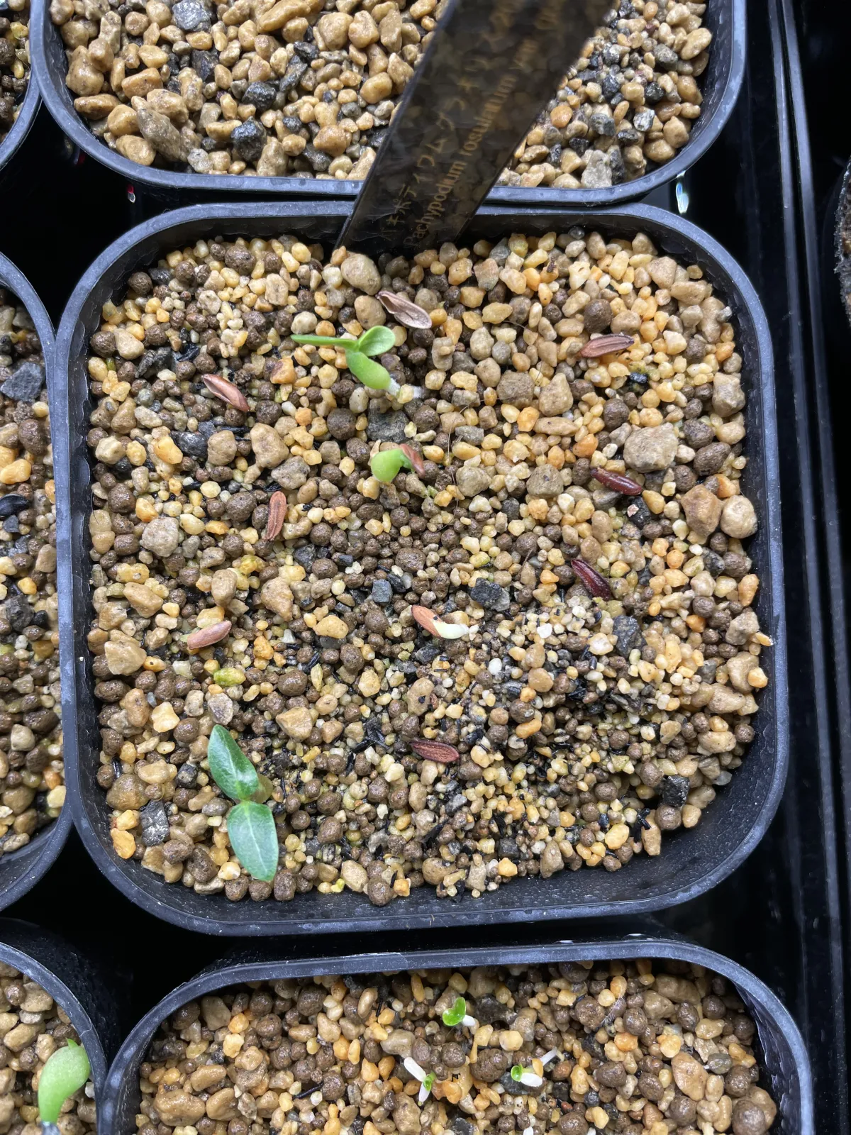 Pachypodium rosulatum var. gracilius (パキポディウム グラキリス)