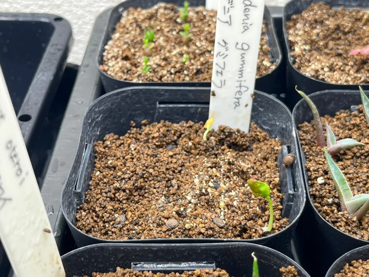 Adenia gummifera var. gummifera (アデニア グミフェラ)