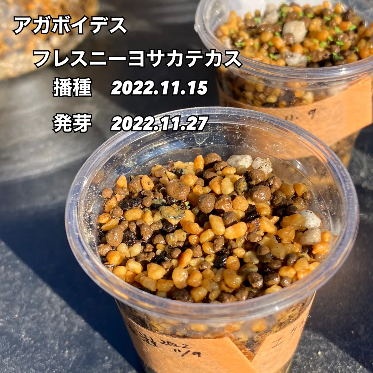 Echeveria agavoides var. agavoides Fresnillo Zacatecas (エケベリア アガボイデス フレスニーヨ サカテカス)