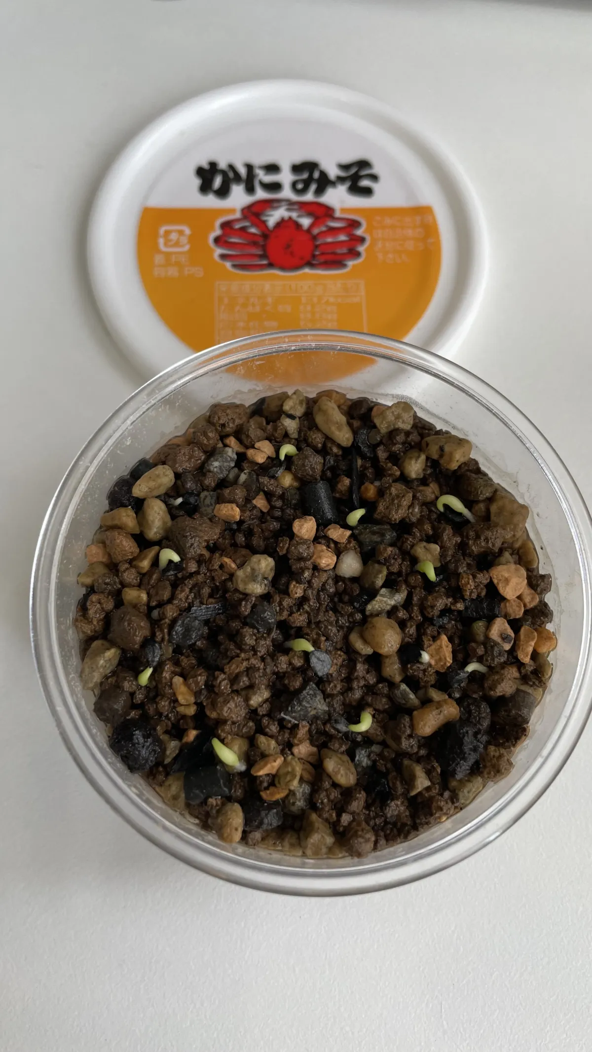 Agave victoriae-reginae ssp. swobodae 'Compacta' (アガベ スワボダエ コンパクタ‘’)