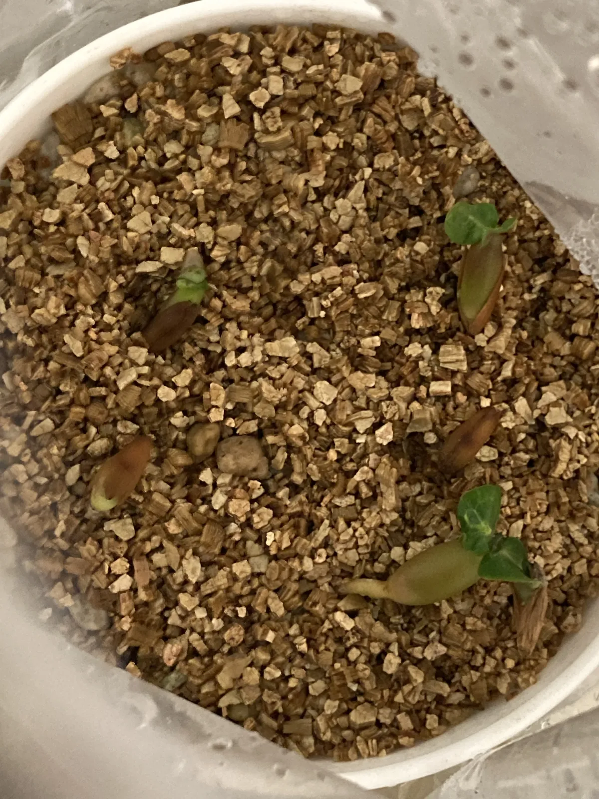 Adenium obesum thai socotranum DHA (アデニウム タイソコ DHA)