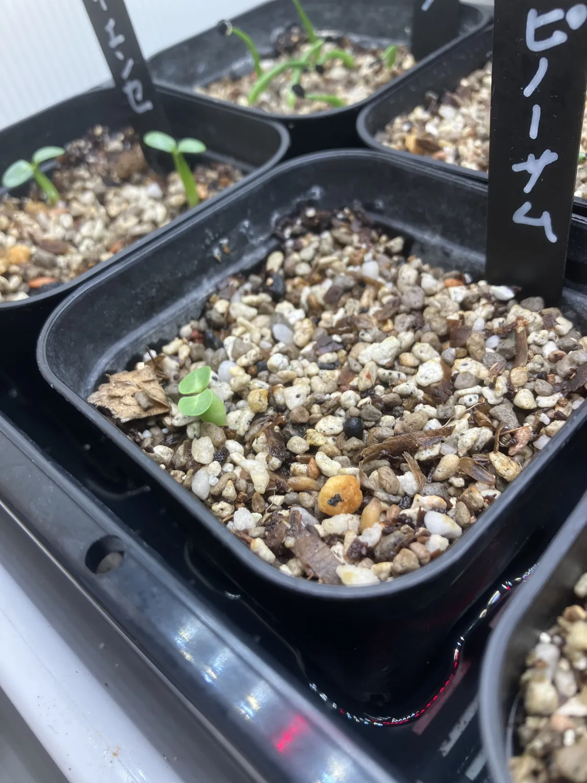 Pachypodium bispinosum (パキポディウム ビスピノーサム)