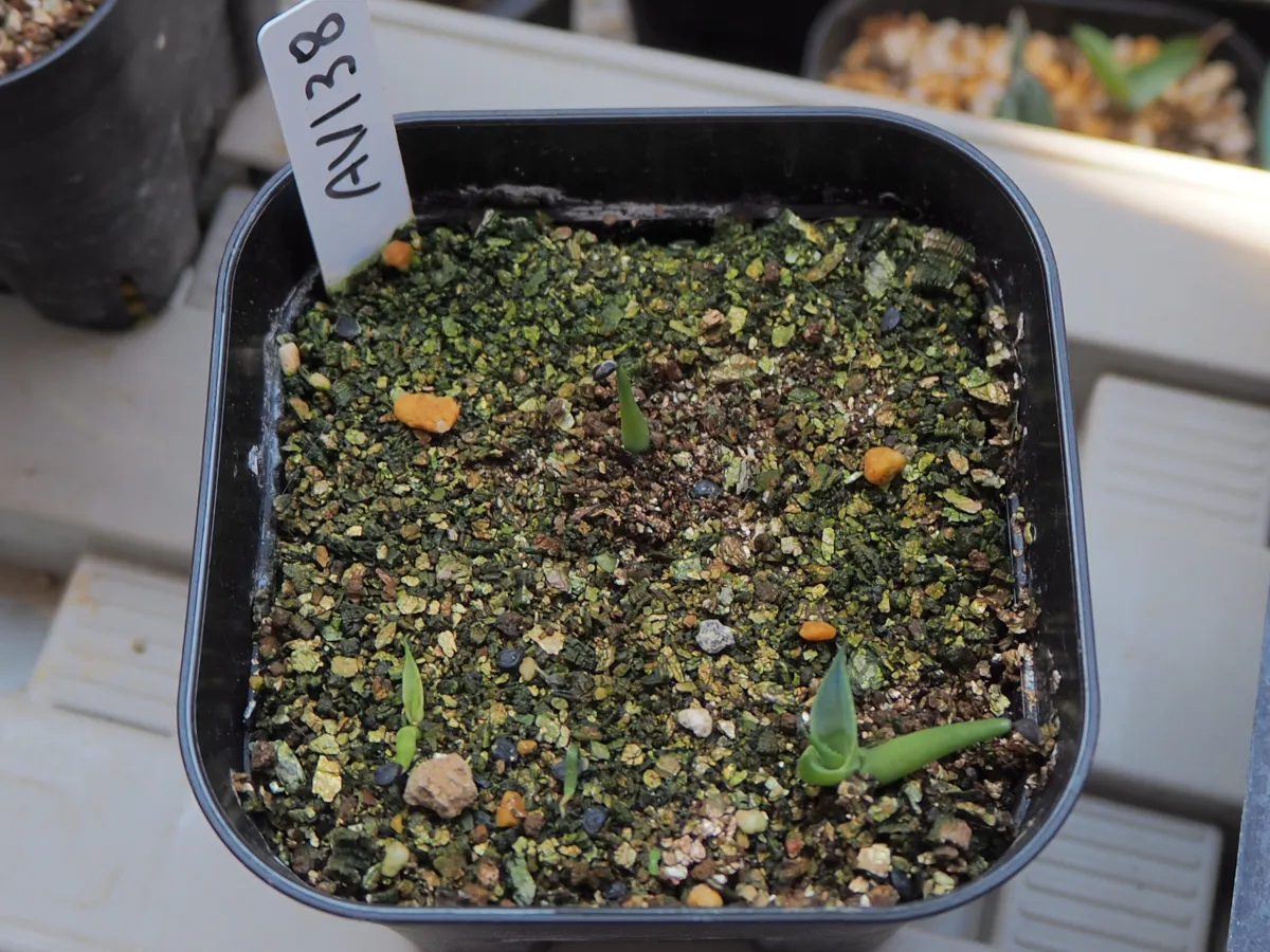 Agave ocahui var. longifolia (アガベ ロンギフォリア)