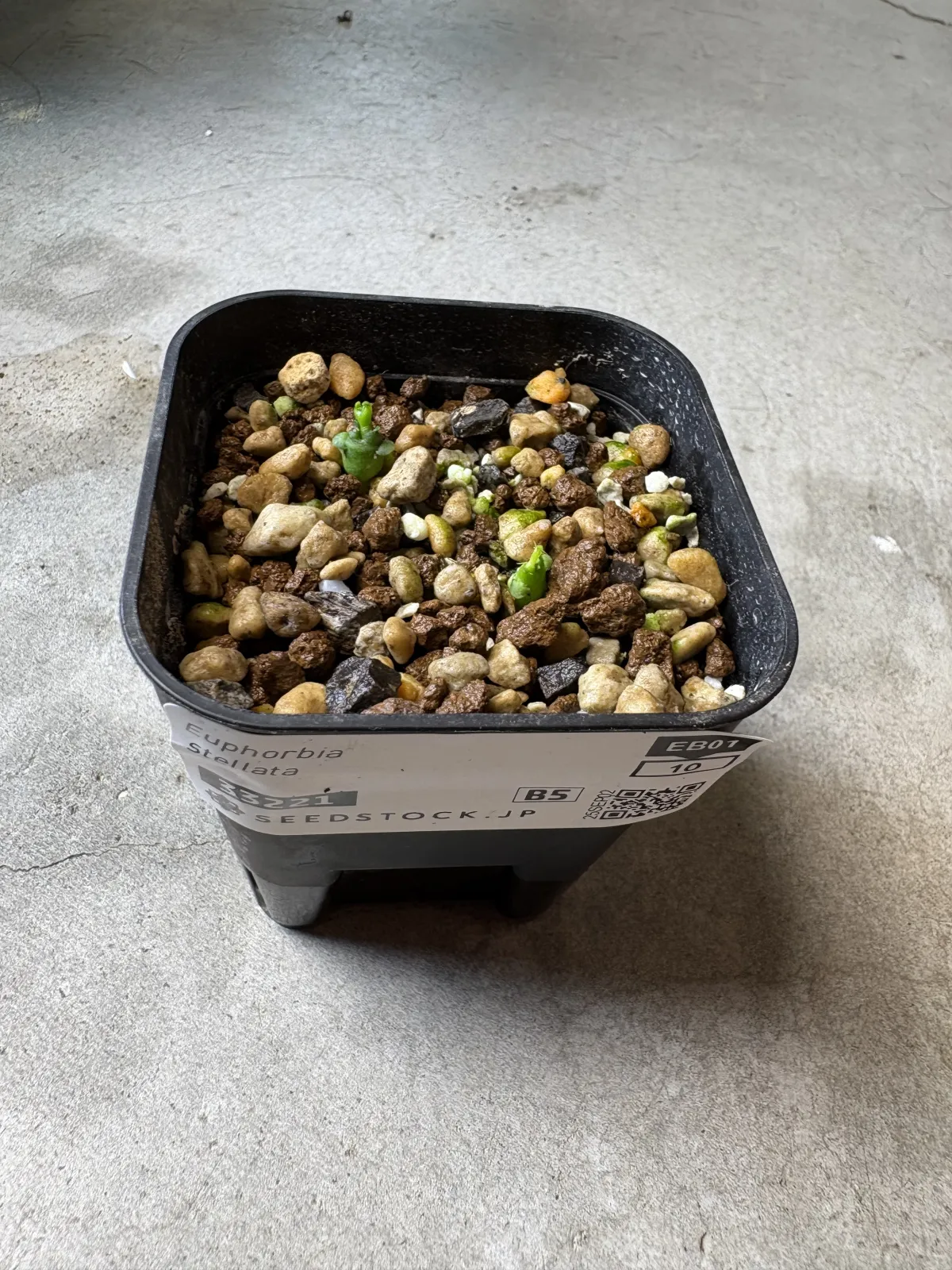 Euphorbia stellata (ユーフォルビア ステラータ 飛竜)