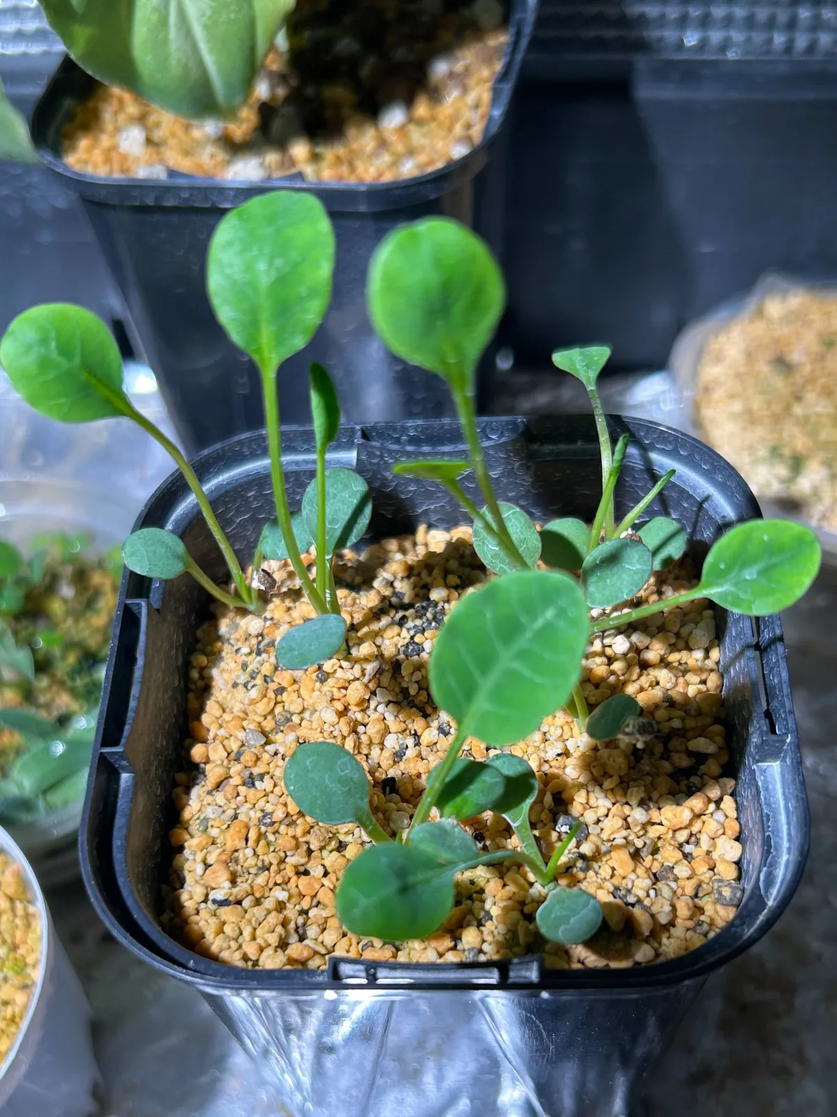 Euphorbia guillauminiana (ユーフォルビア ギラウミニアナ)