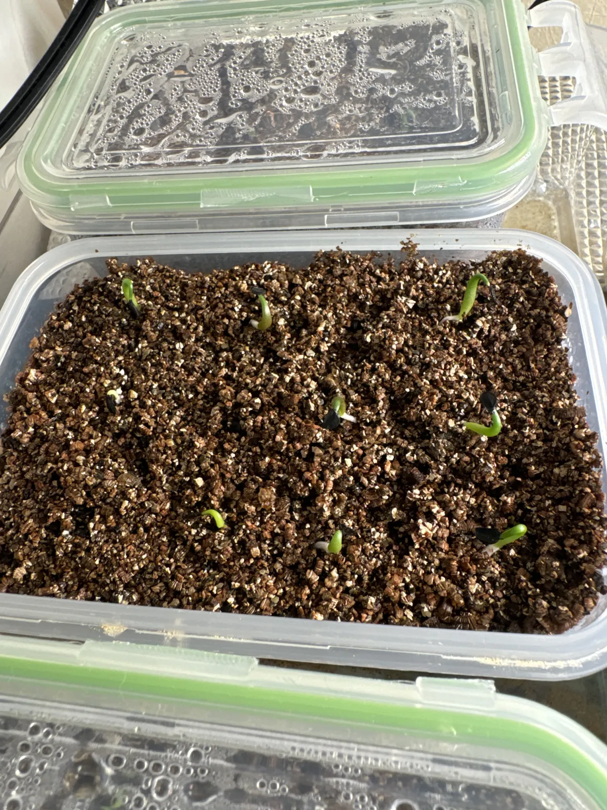 Agave titanota 'Blue' (アガベ チタノタブルー)