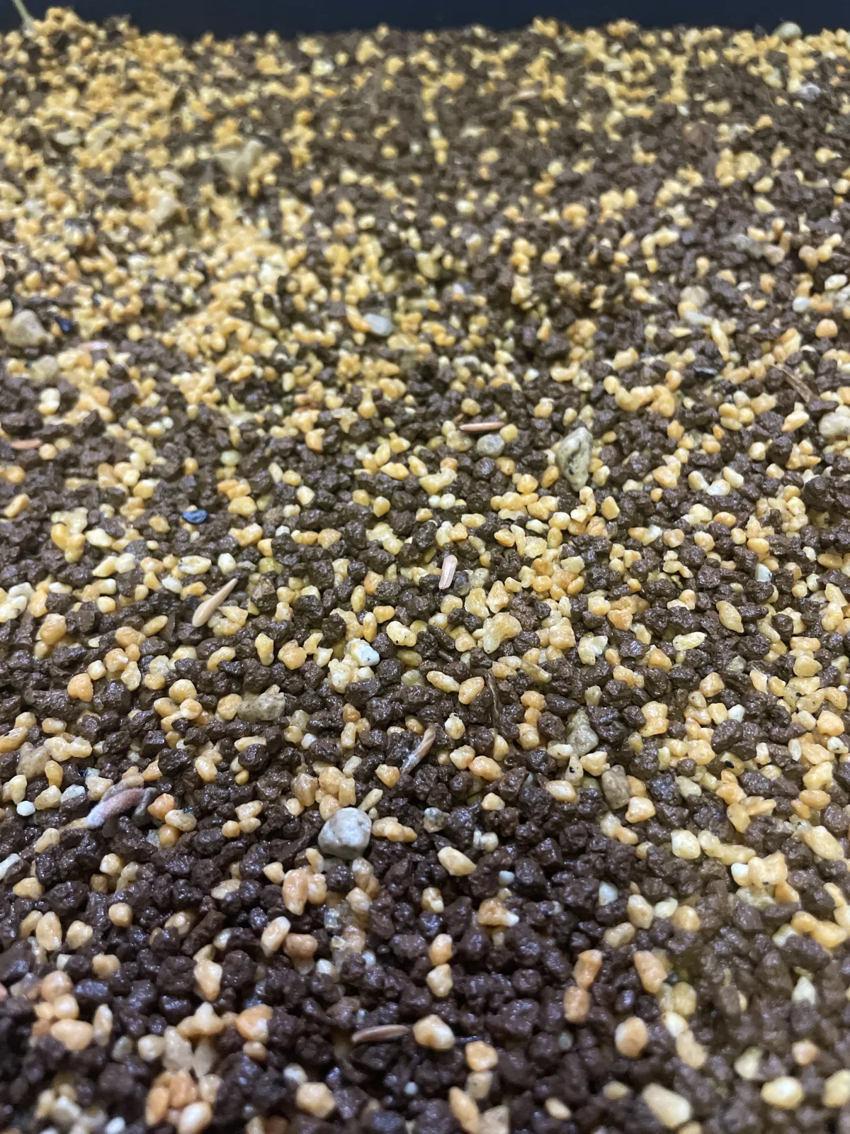 [無料種子] 発芽難 パキポディウム グラキリス　 Pachypodium rosulatum var. gracilius