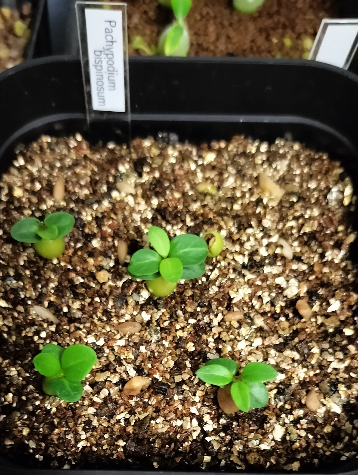 Pachypodium bispinosum (パキポディウム ビスピノーサム)