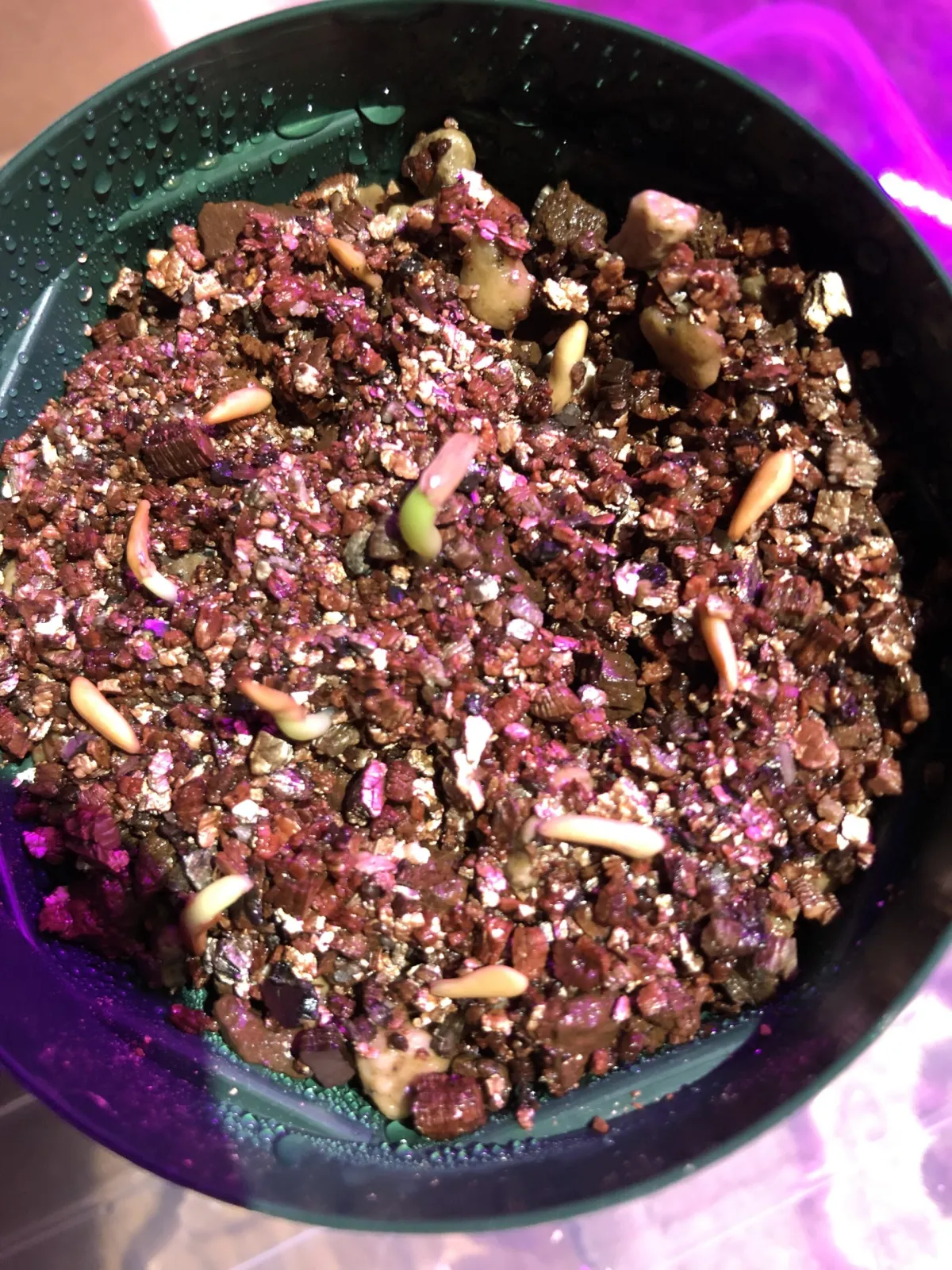 Pachypodium rosulatum ssp. cactipes (パキポディウム カクチペス)