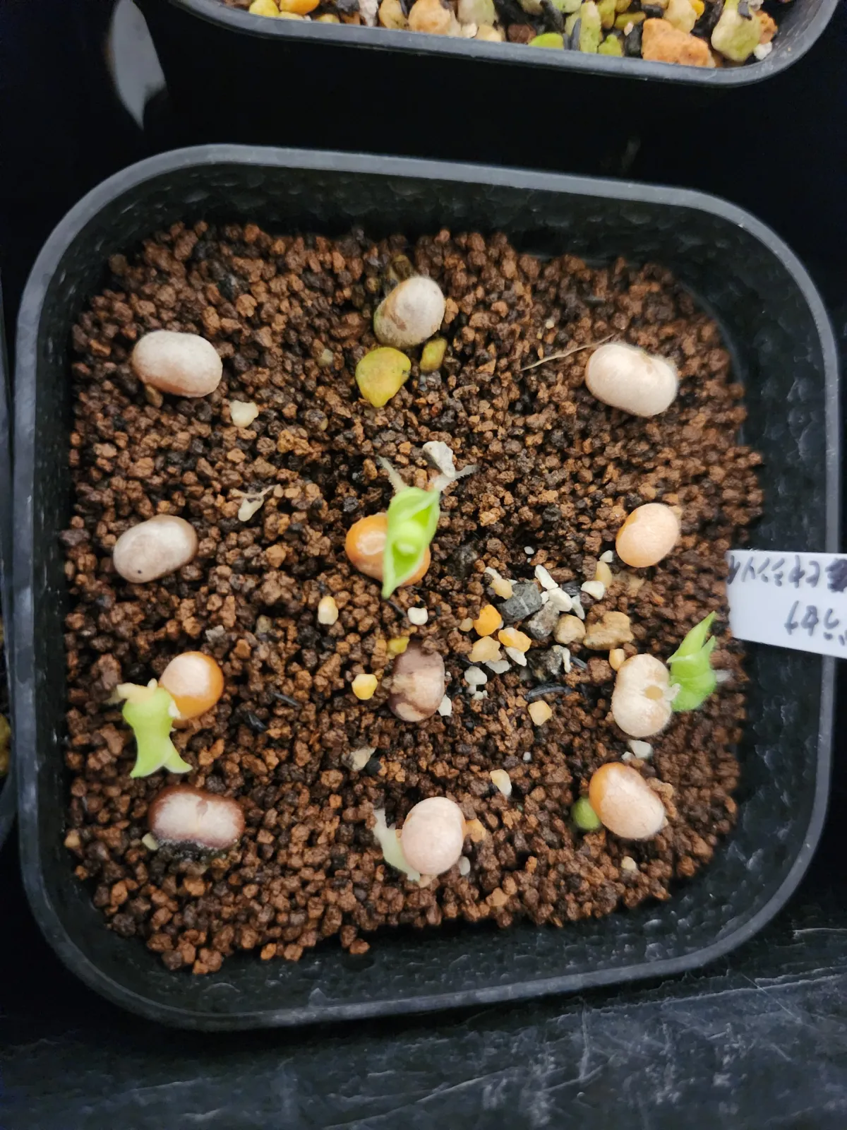 Dracaena hyacinthoides (ドラセナ ヒアシントイデス)