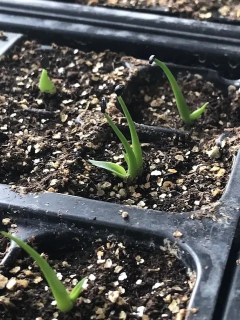 Agave utahensis var. eborispina (アガベ エボリスピナ)