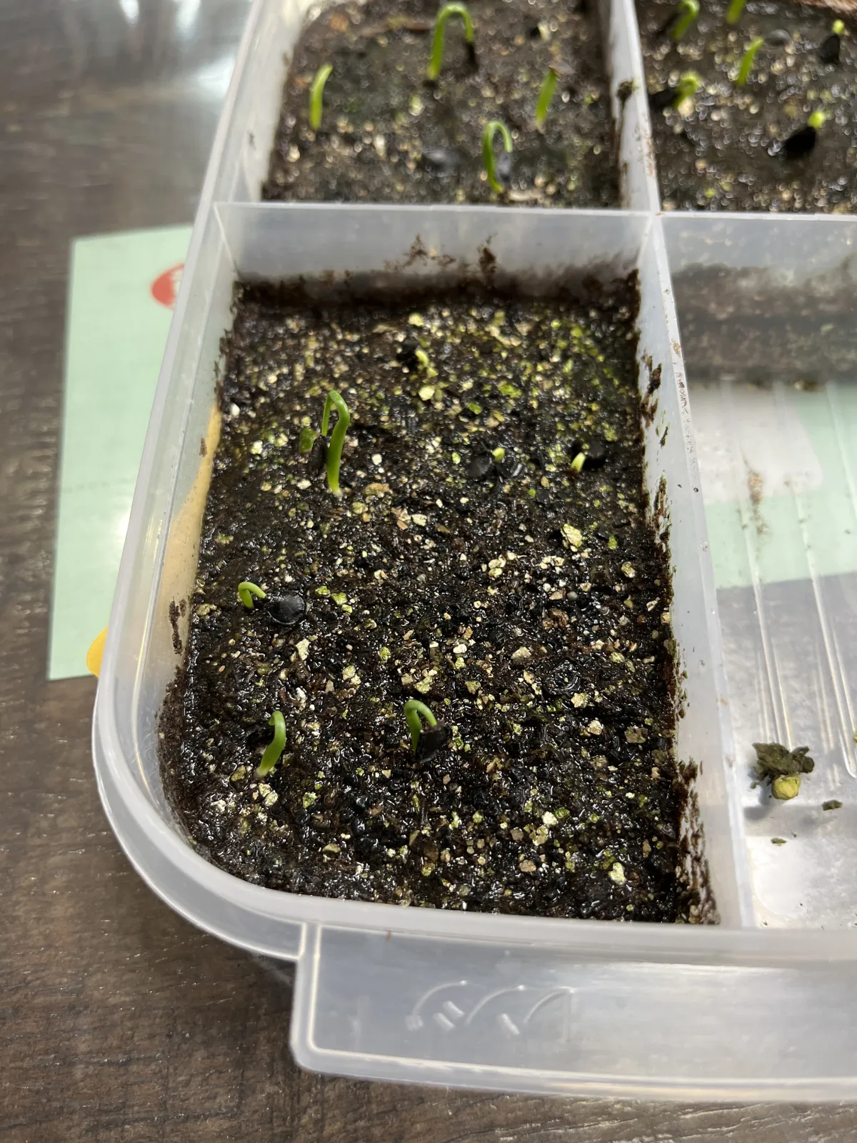 Agave flexispina (アガベ フレキシスピナ)