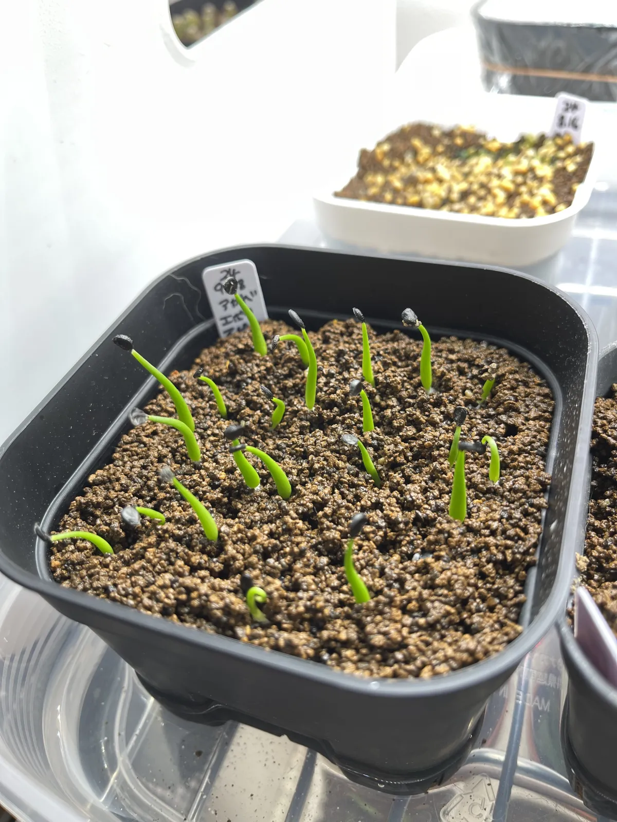 Agave utahensis var. eborispina (アガベ エボリスピナ)