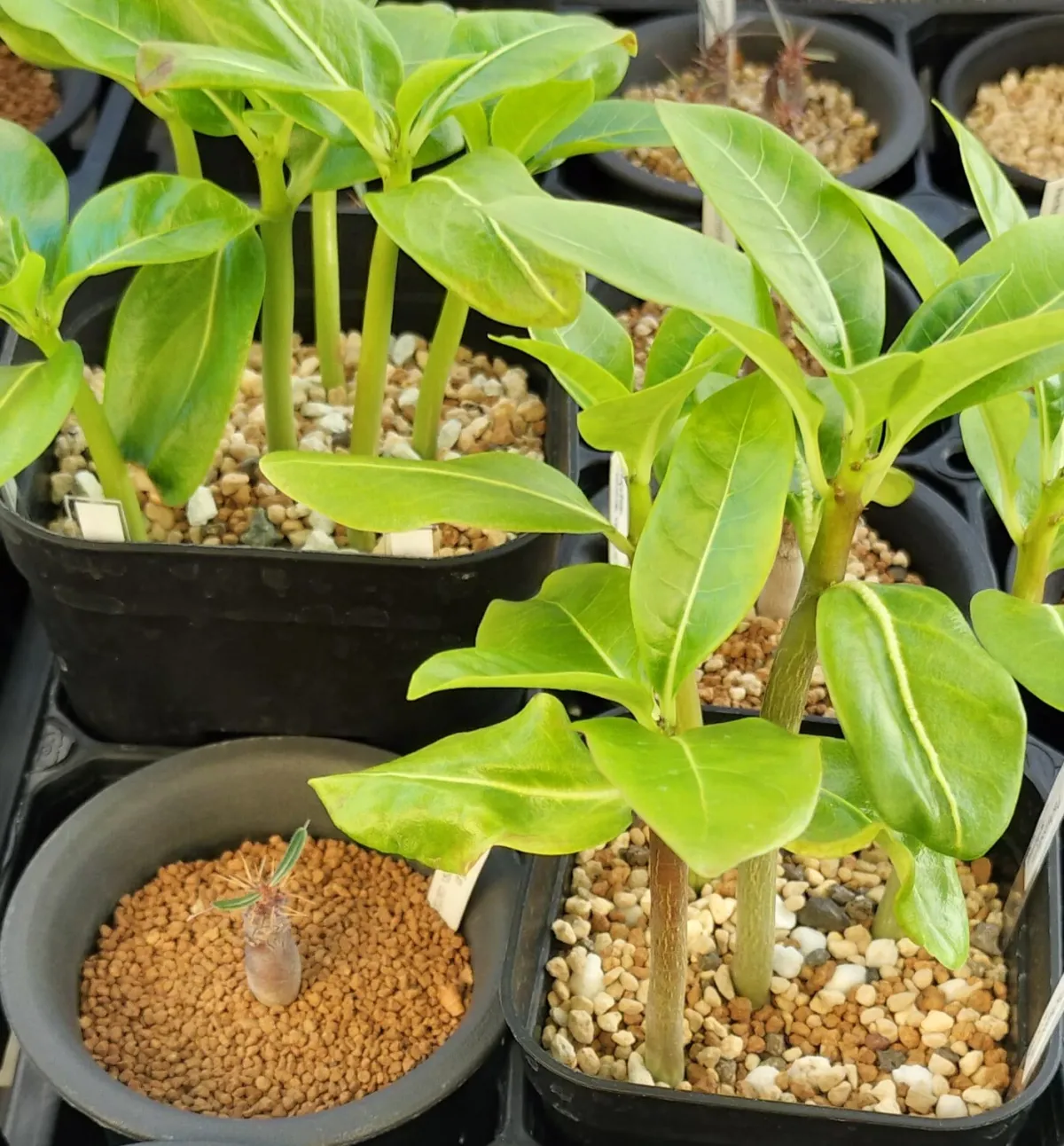 Pachypodium sofiense (パキポディウム ソフィエンセ)