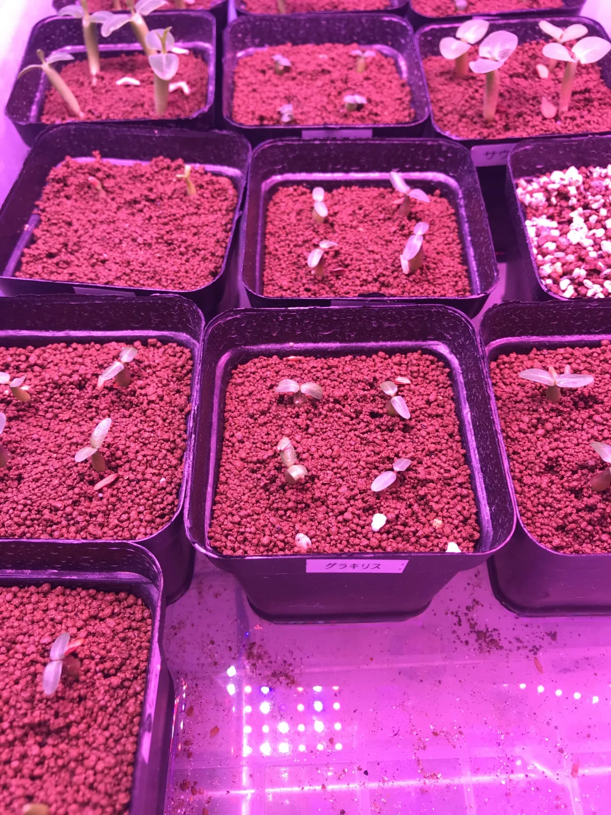 Pachypodium rosulatum var. gracilius (パキポディウム グラキリス)