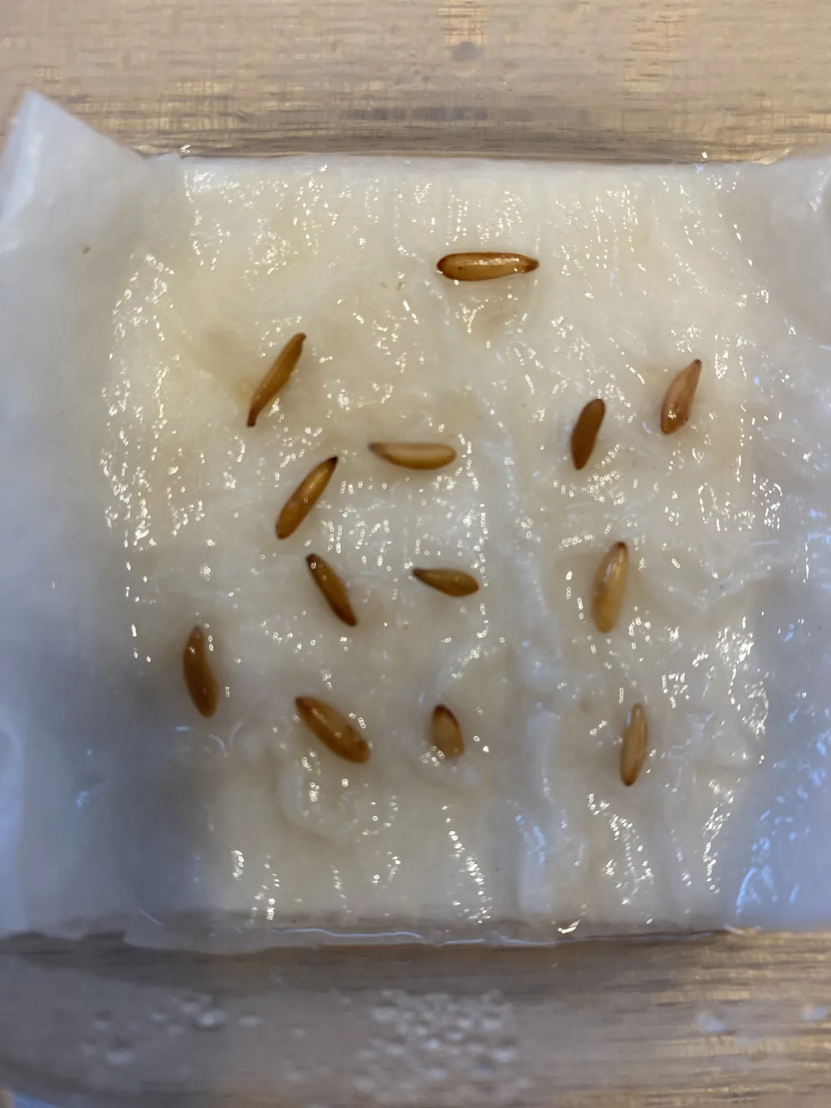 [無料種子] 発芽難 パキポディウム グラキリス　 Pachypodium rosulatum var. gracilius