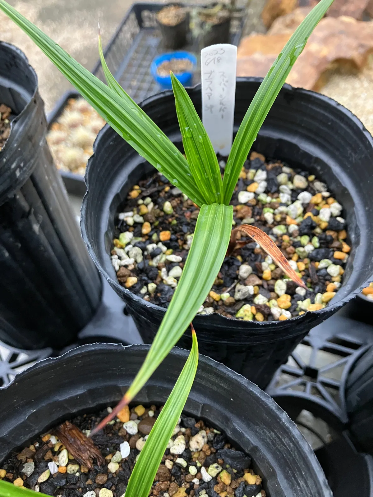 Brahea Brahea sp. 'Super Silver' (ブラヘア スーパーシルバー)