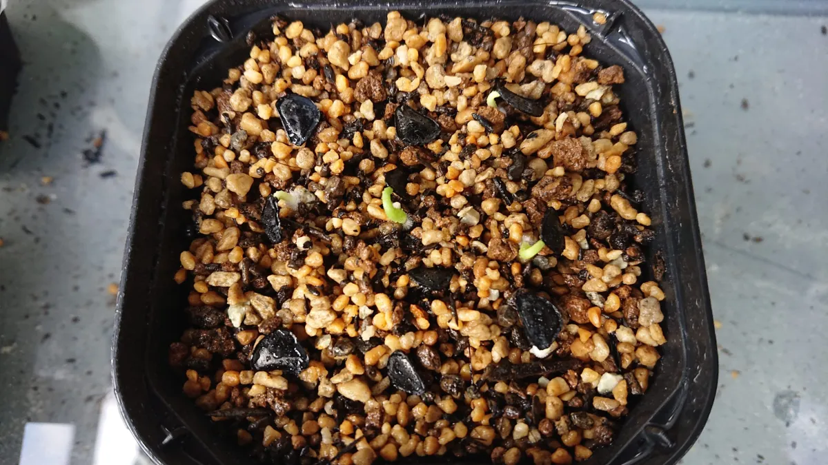 Agave americana ssp. protoamericana (アガベ プロトアメリカーナ)