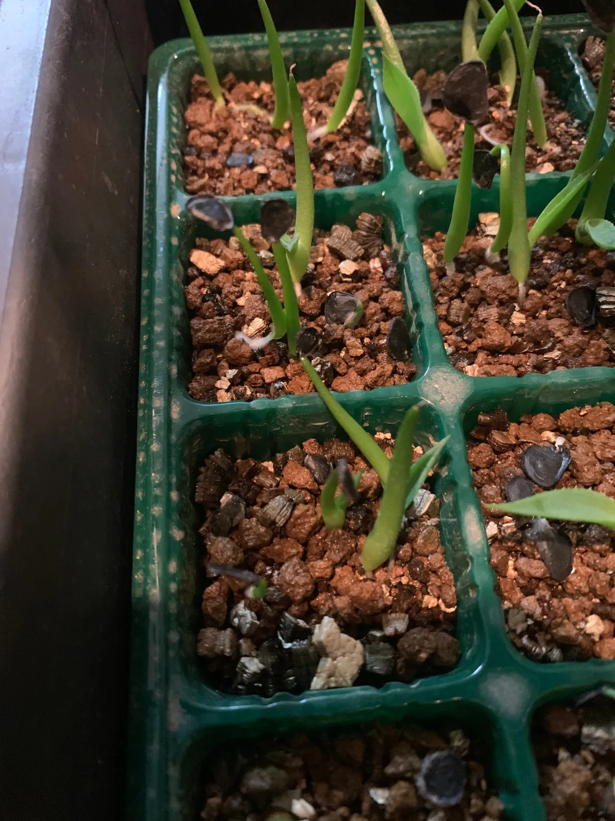 アガベ種子福袋7000円