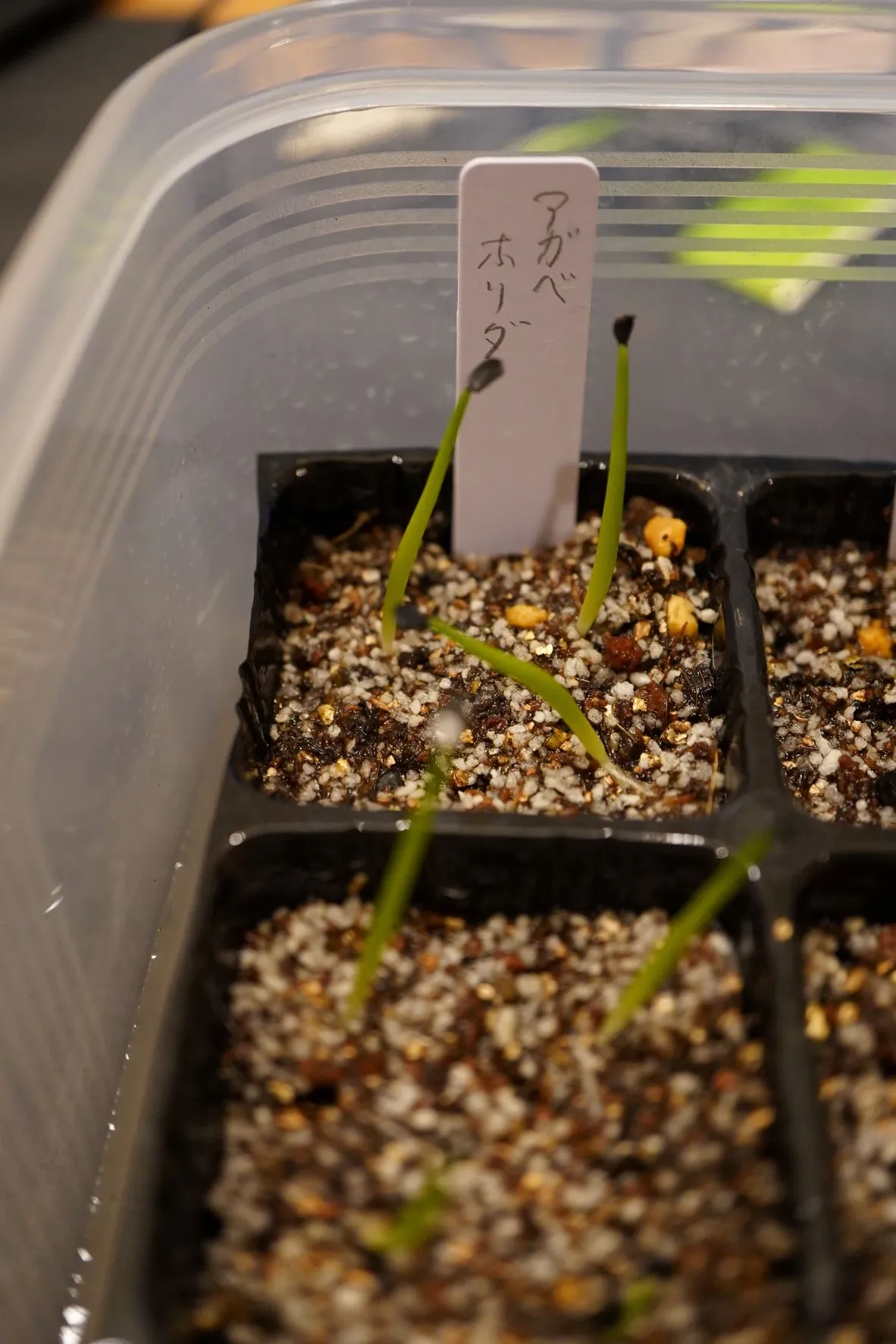 Agave horrida ssp. horrida (アガベ ホリダ)