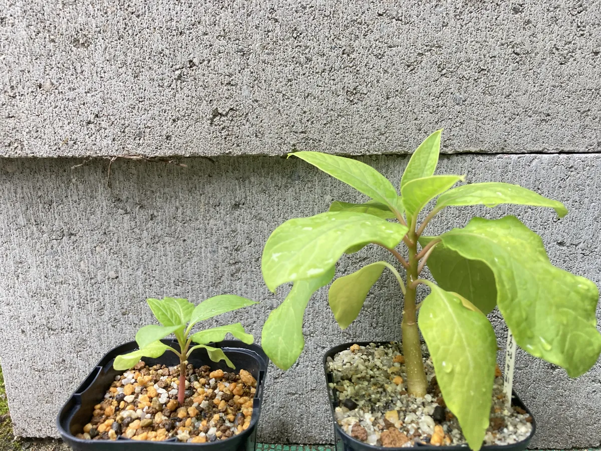 Phytolacca dioica (フィトラッカ ディオイカ)