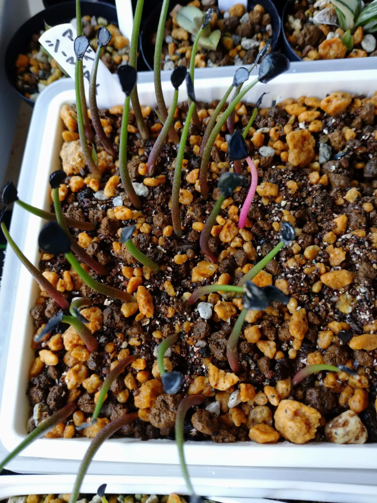 Agave seemanniana (アガベ シーマニアナ)