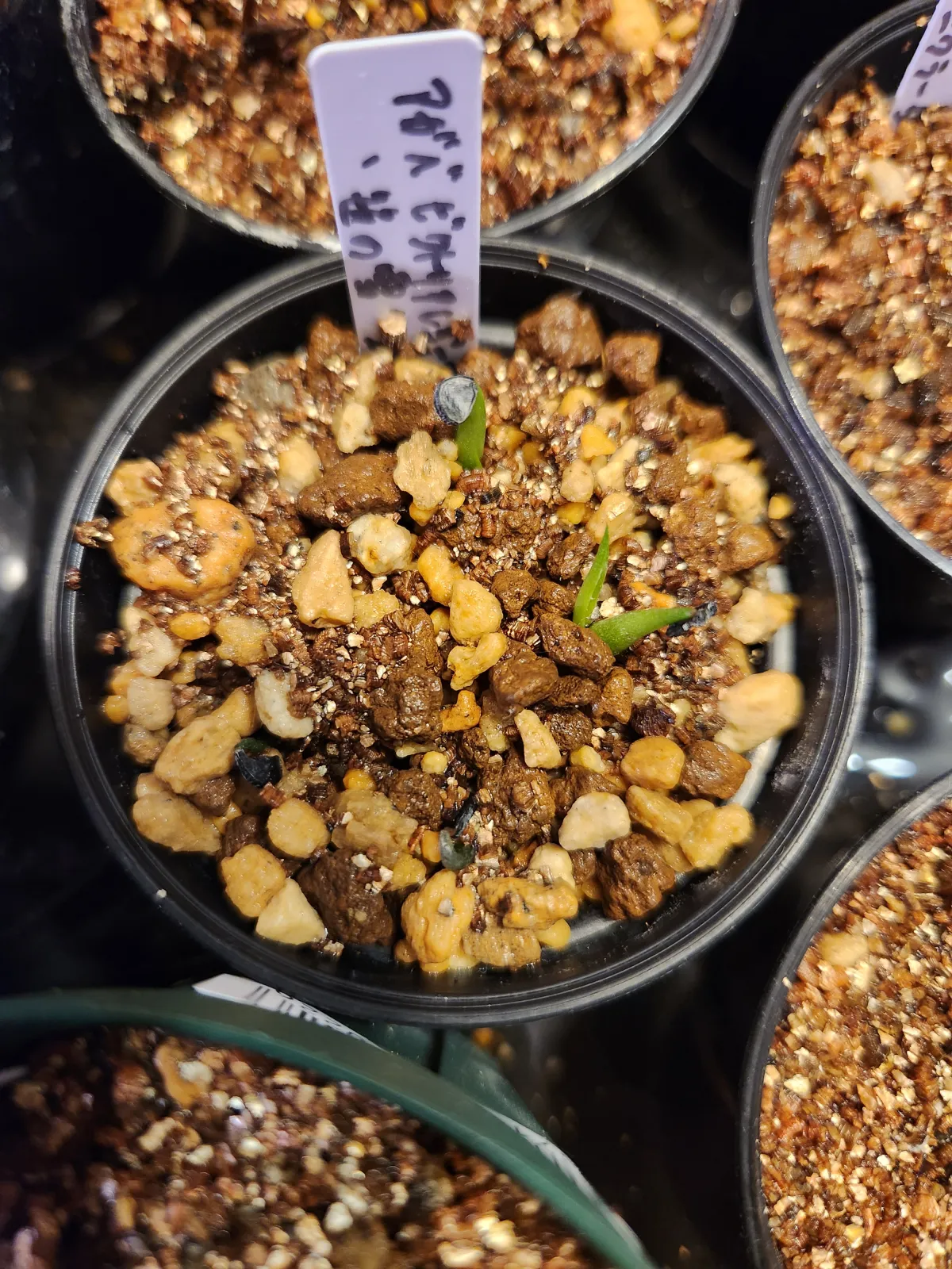 Agave victoriae-reginae (アガベ ビクトリアレジーナエ 笹の雪)