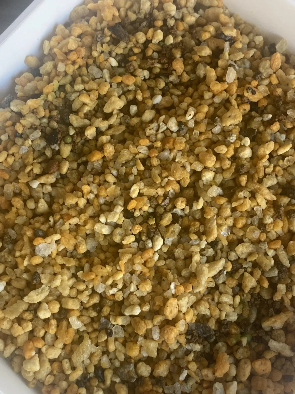 Aztekium ritteri (アズテキウム 花籠)