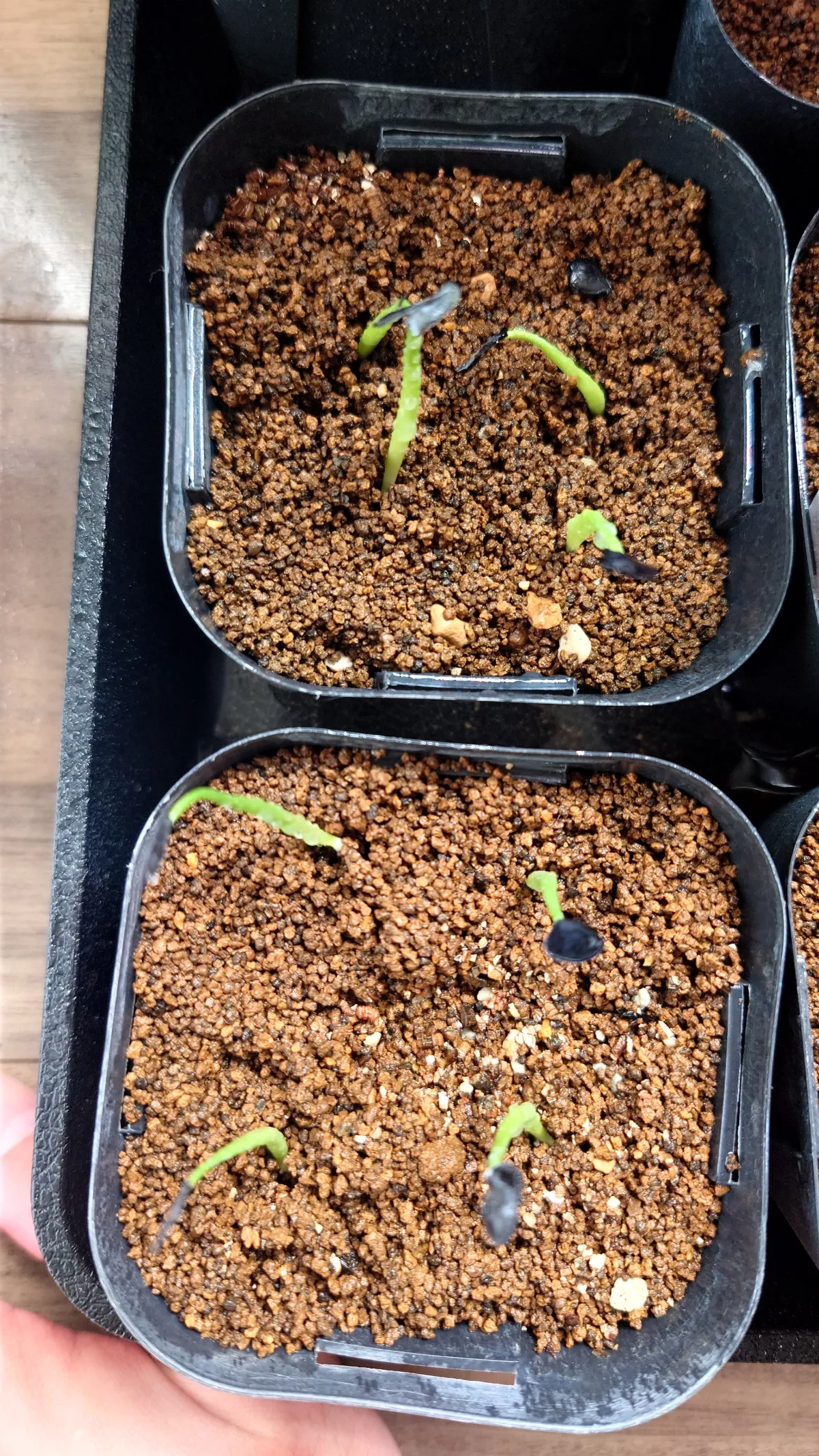 Agave crassispina subsp. crassispina (アガベ サルミアナ クラシスピナ)