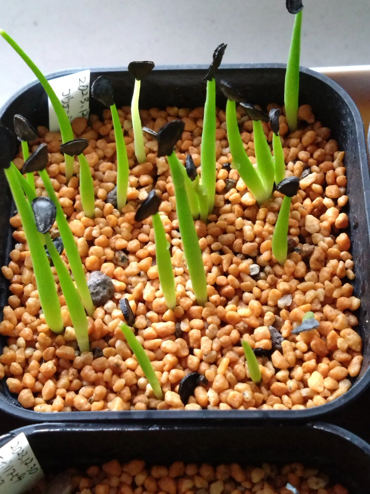 Agave parryi var. couesii (アガベ コウエシー)