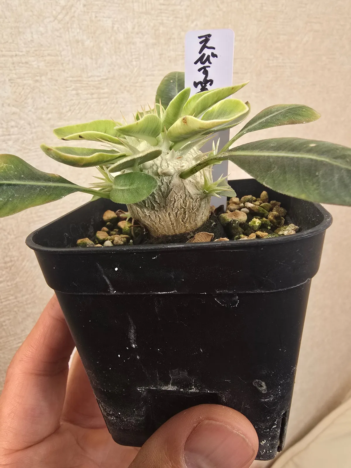 Pachypodium brevicaule subsp. leucoxanthum (パキポディウム レウコキサンツム)